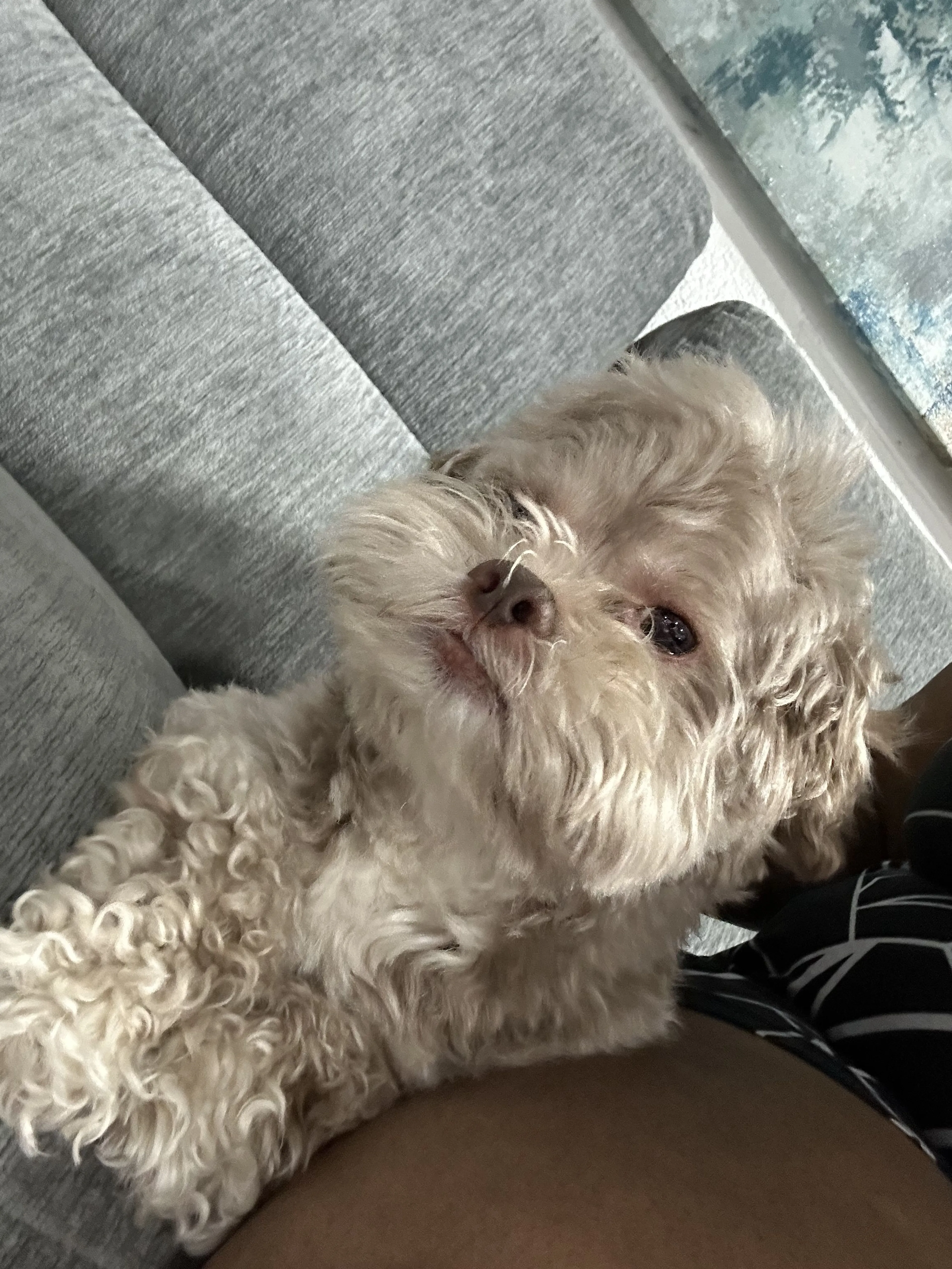 Lost pet