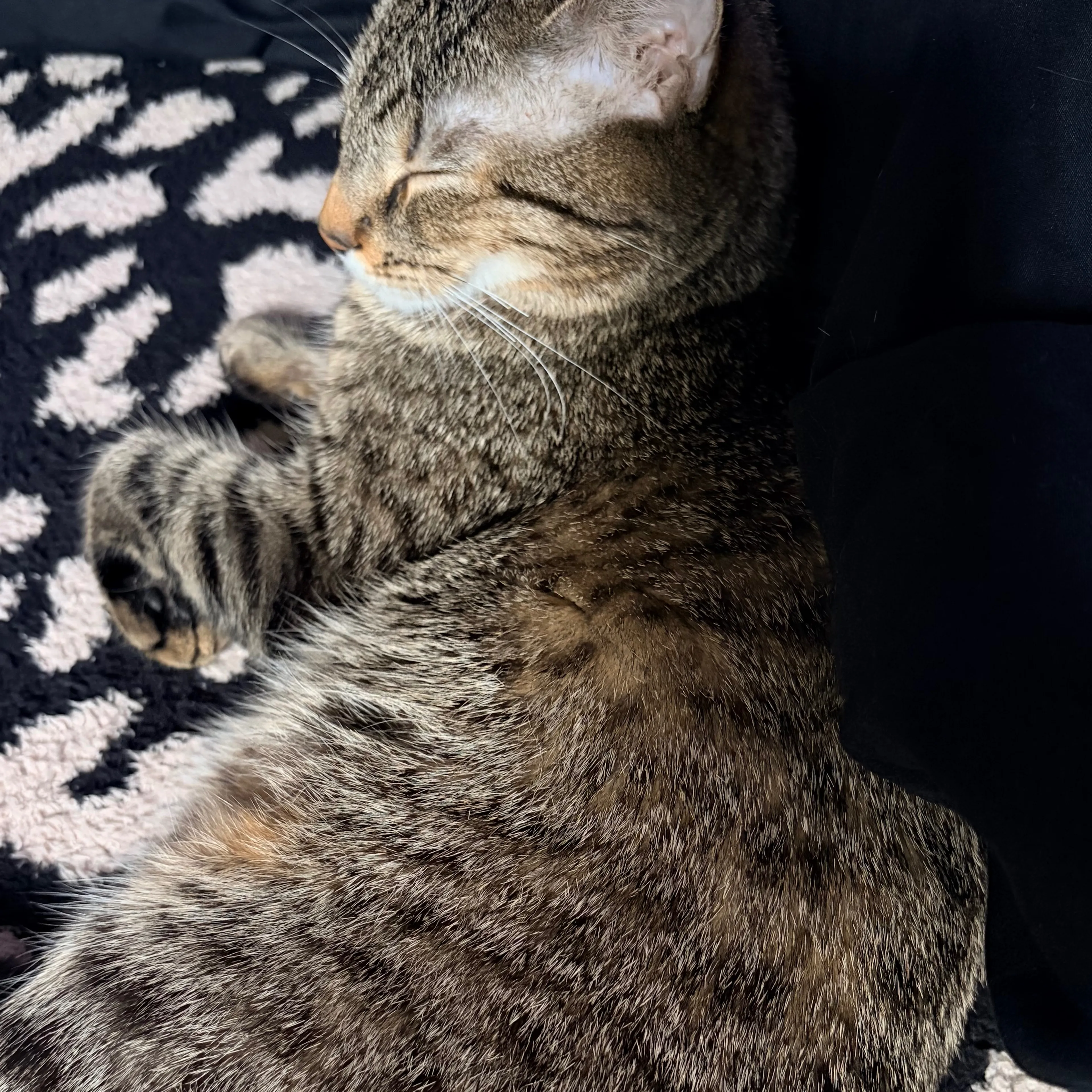 Lost pet-1