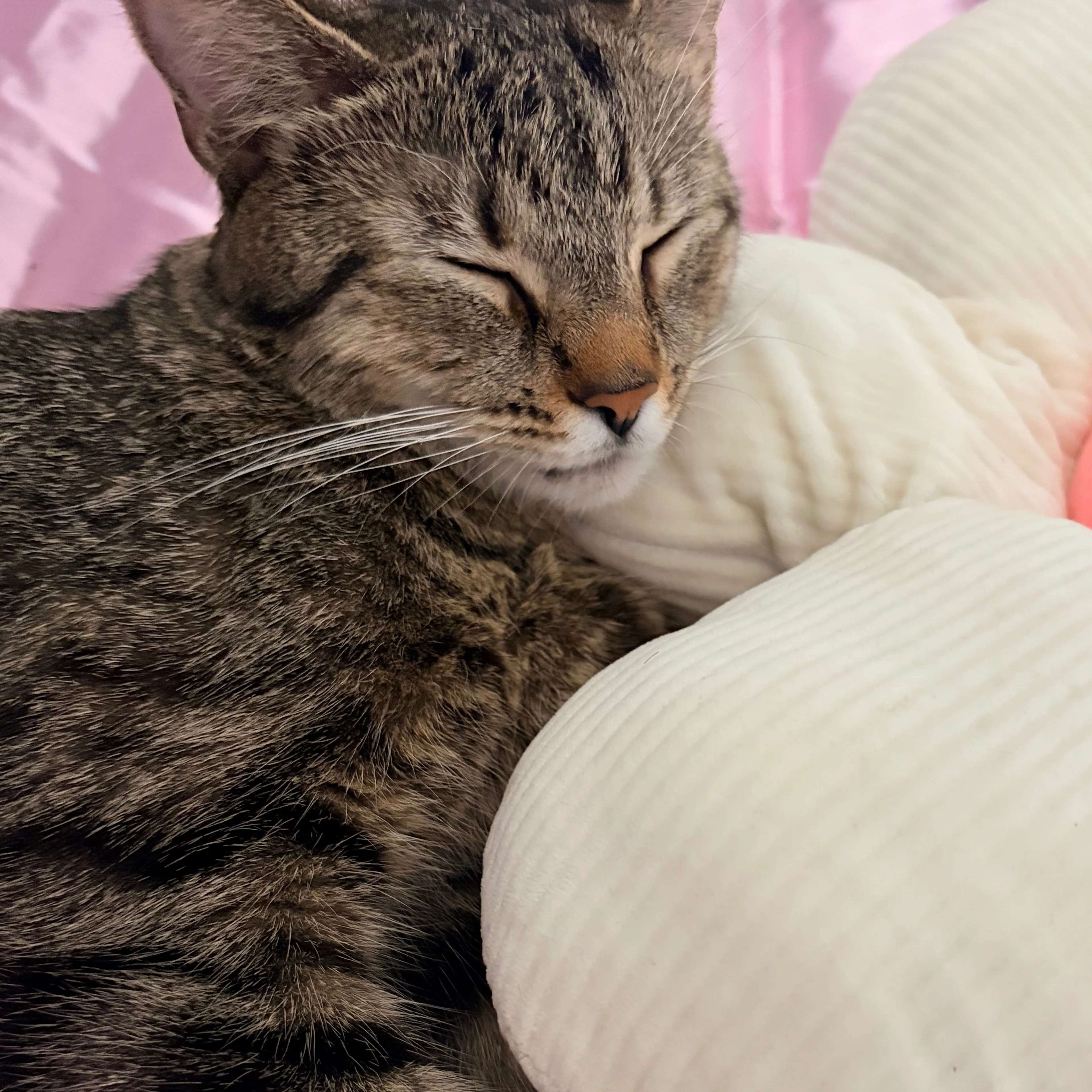 Lost pet-3