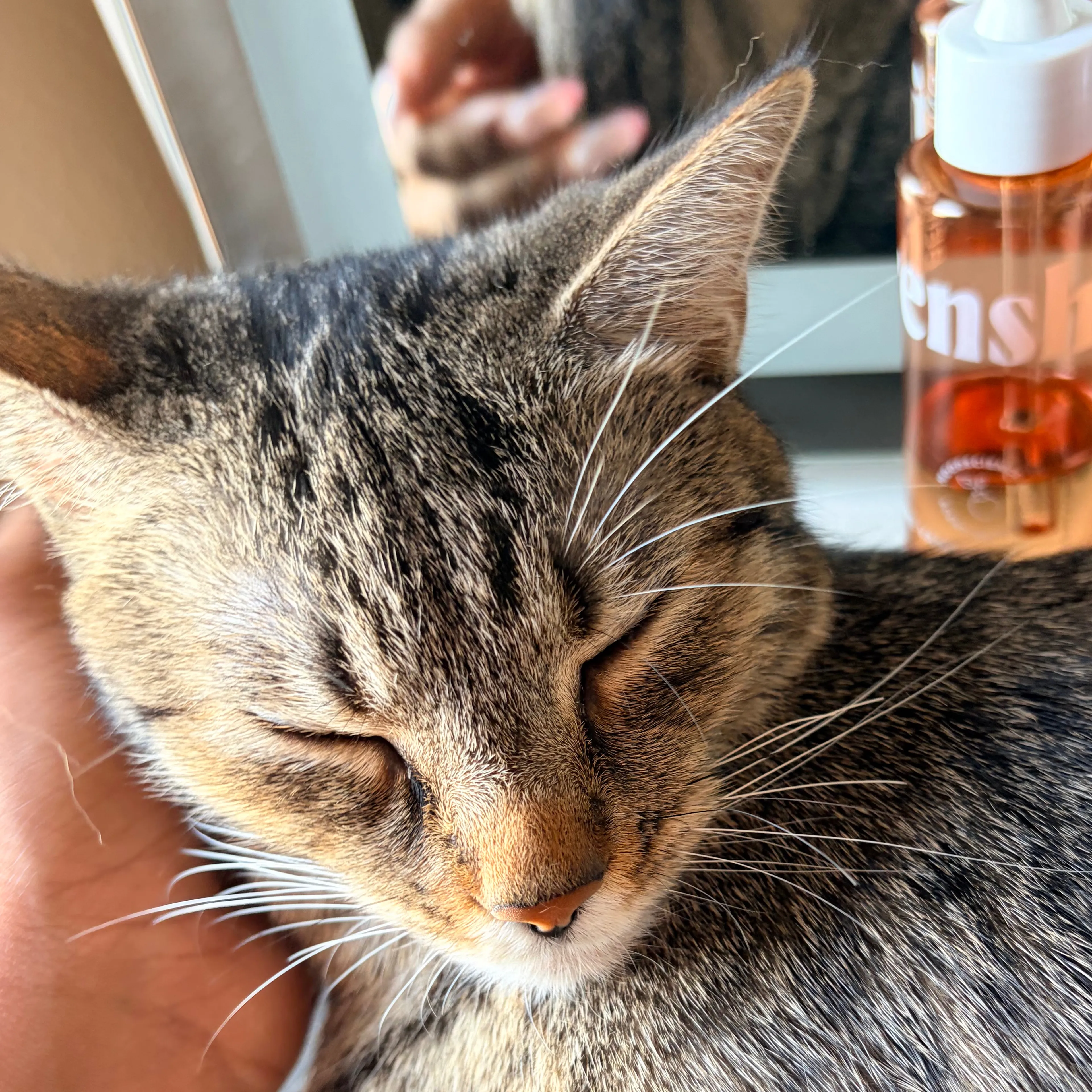 Lost pet-2