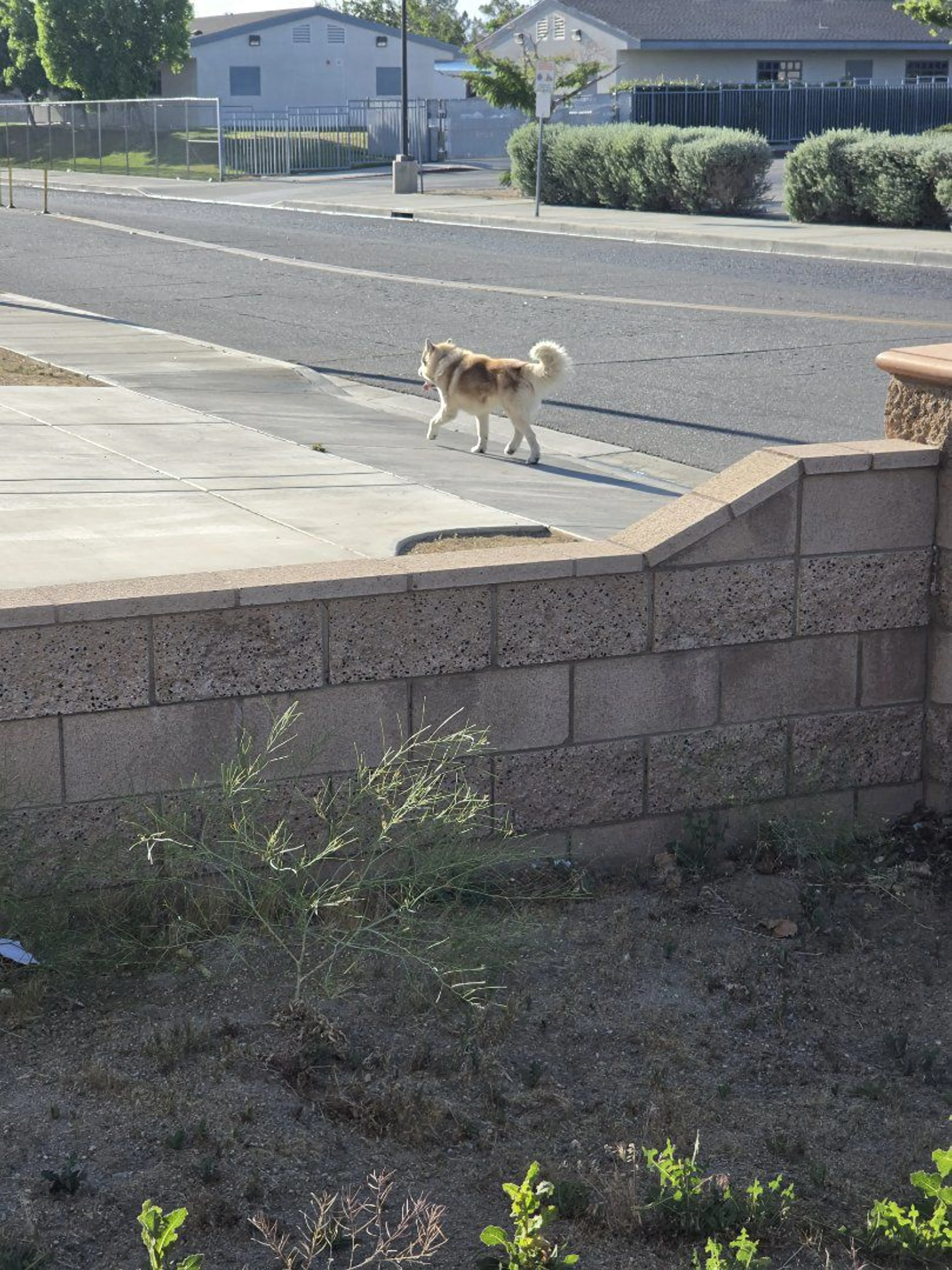 Lost pet-3
