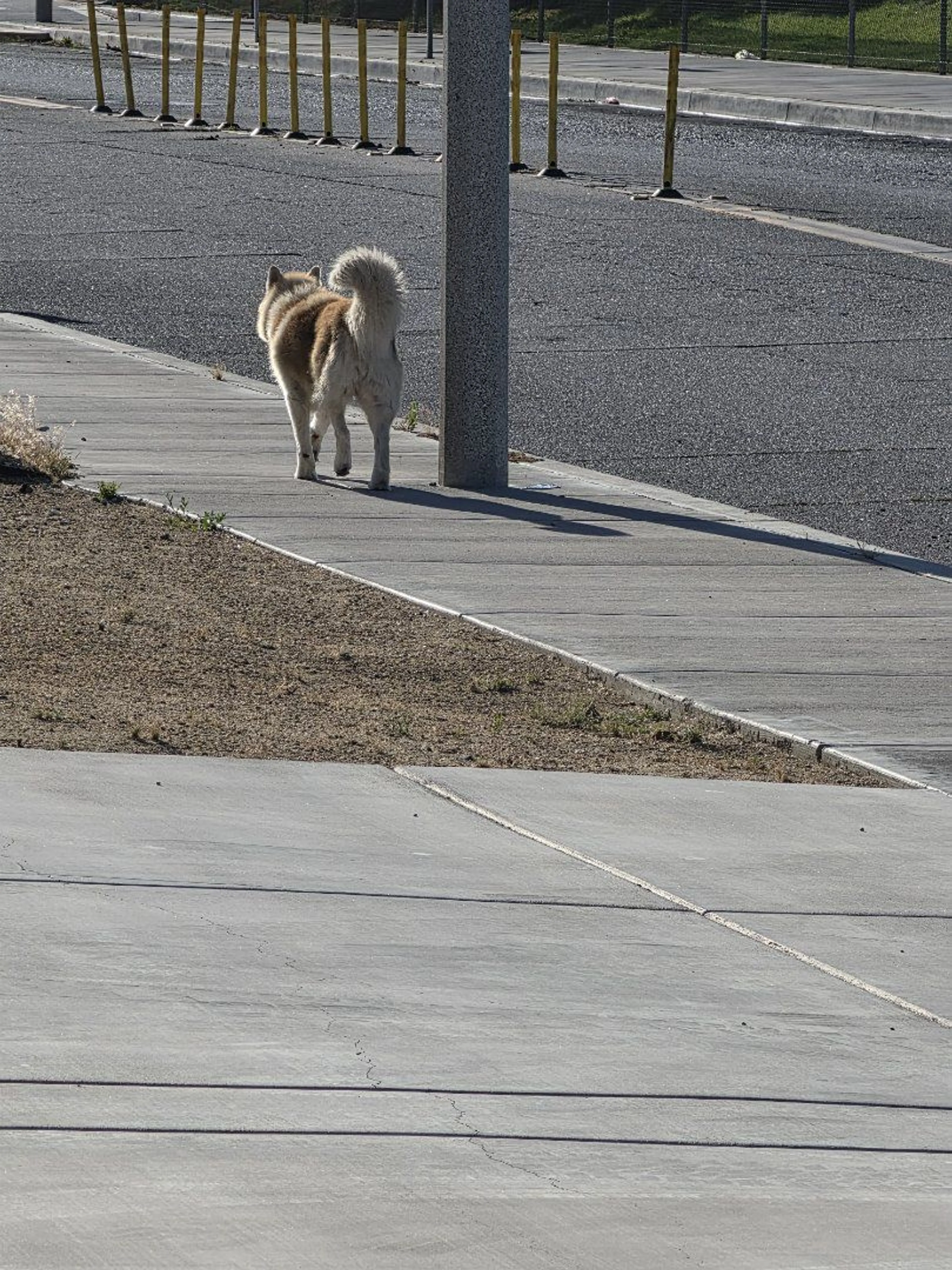 Lost pet-2