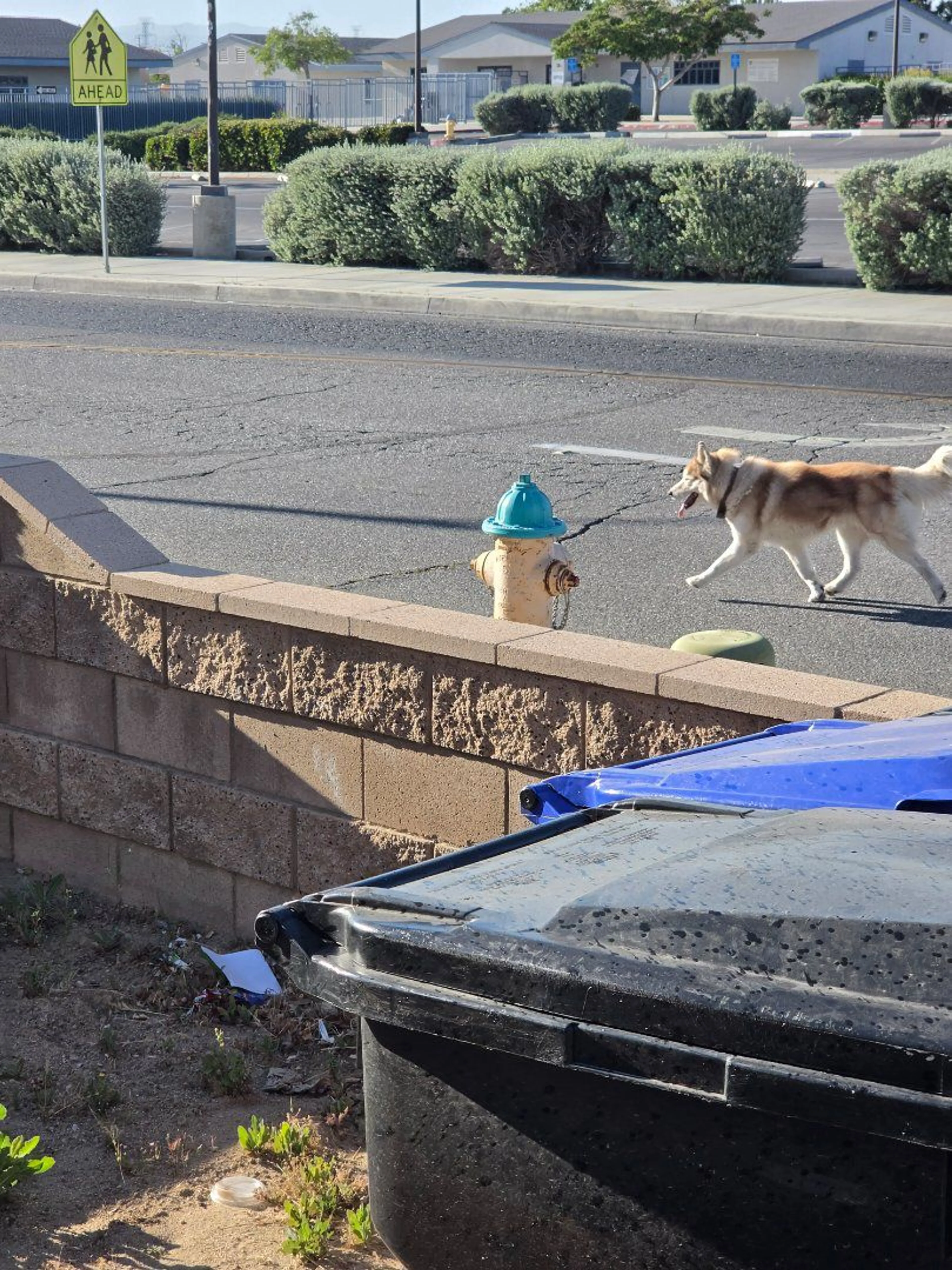 Lost pet-0