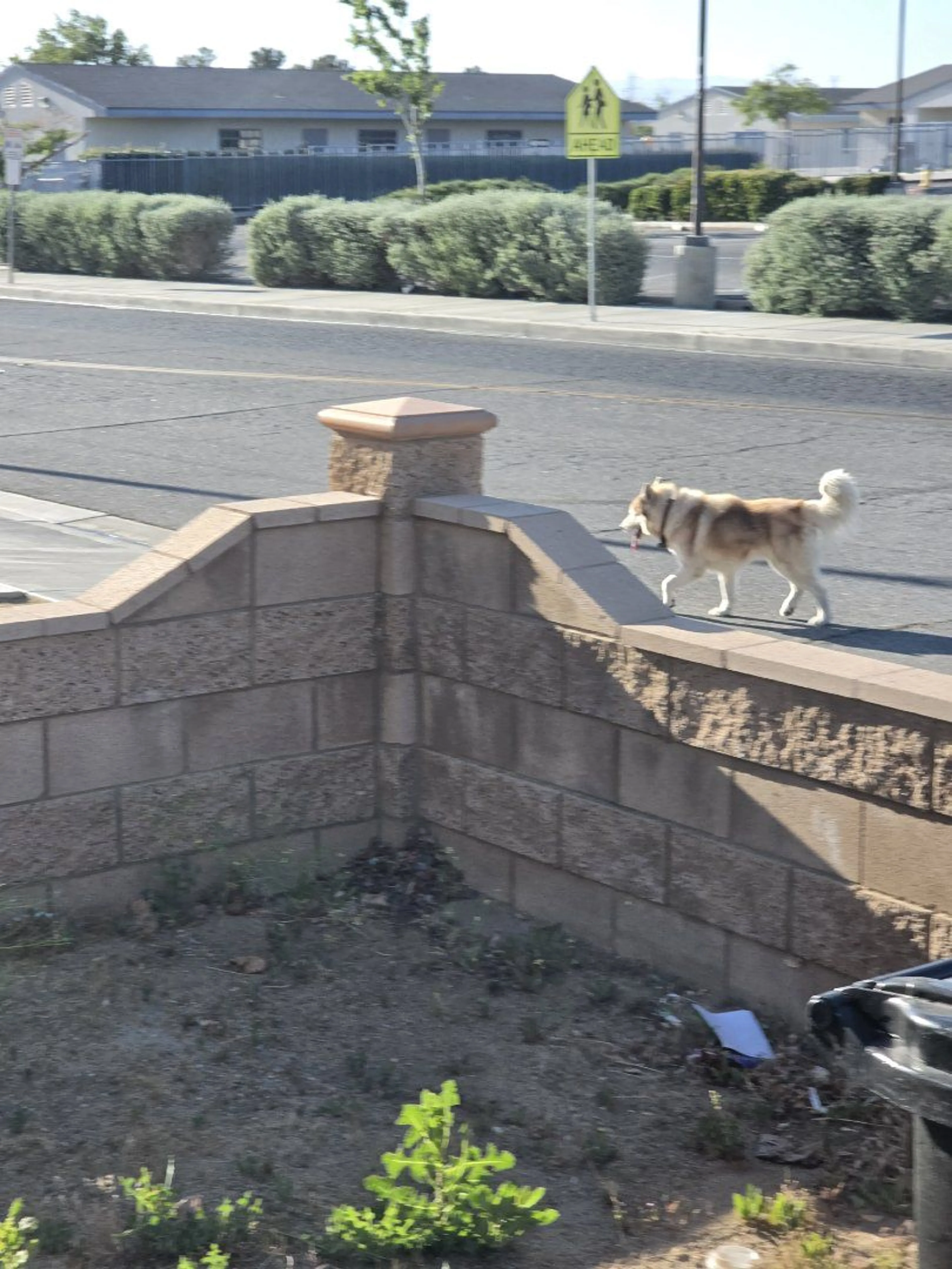 Lost pet-1