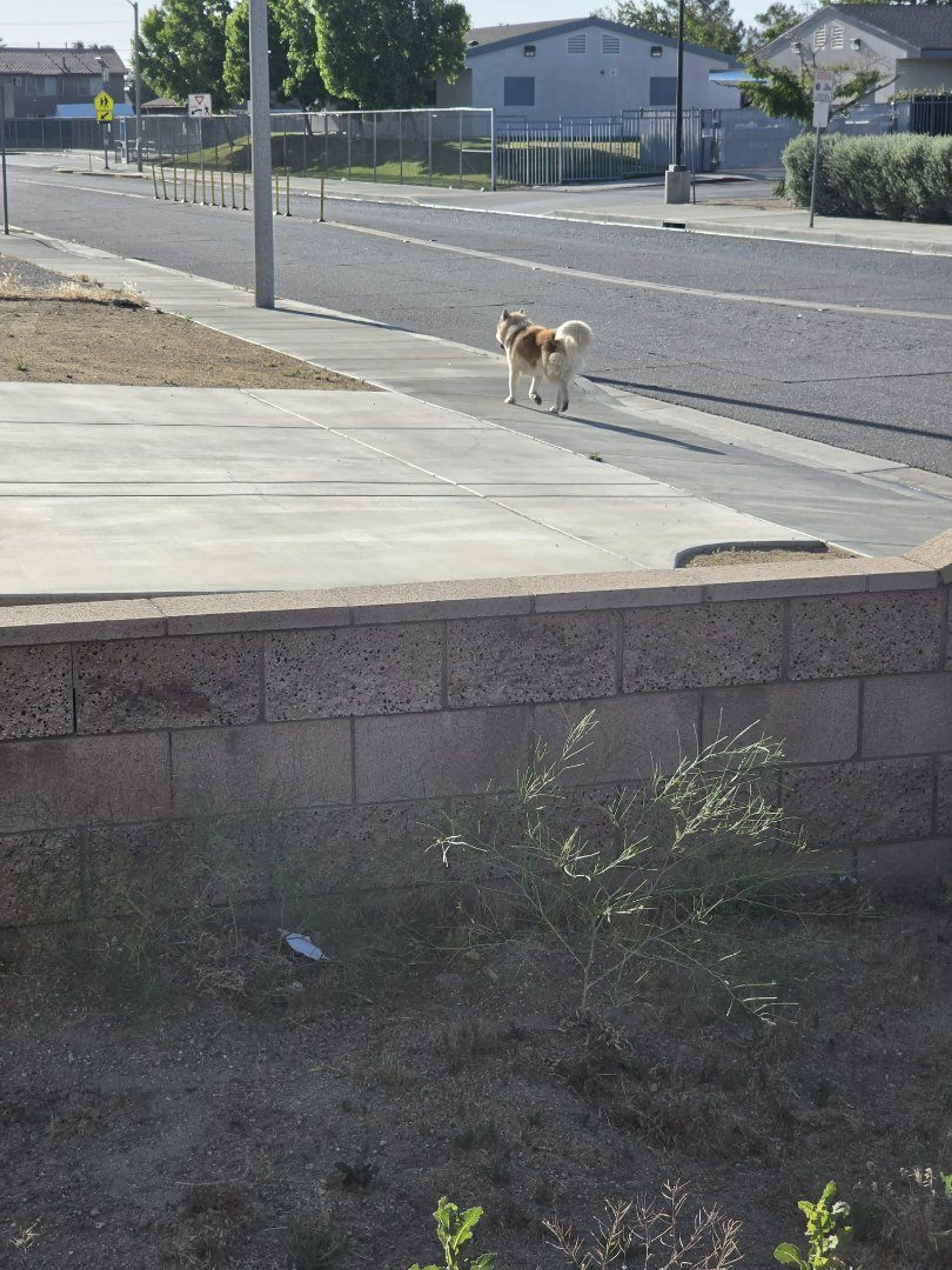 Lost pet-4