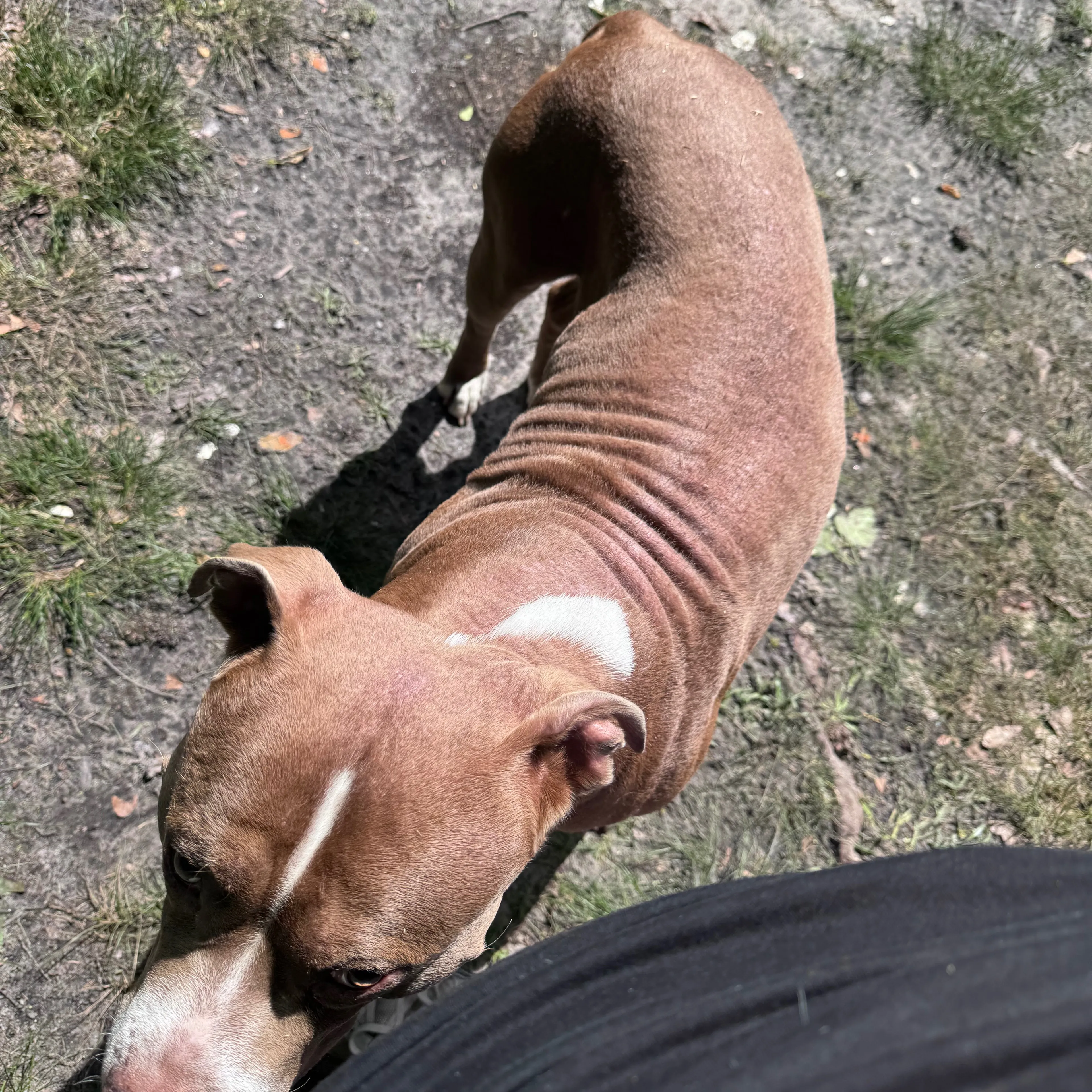 Lost pet-1