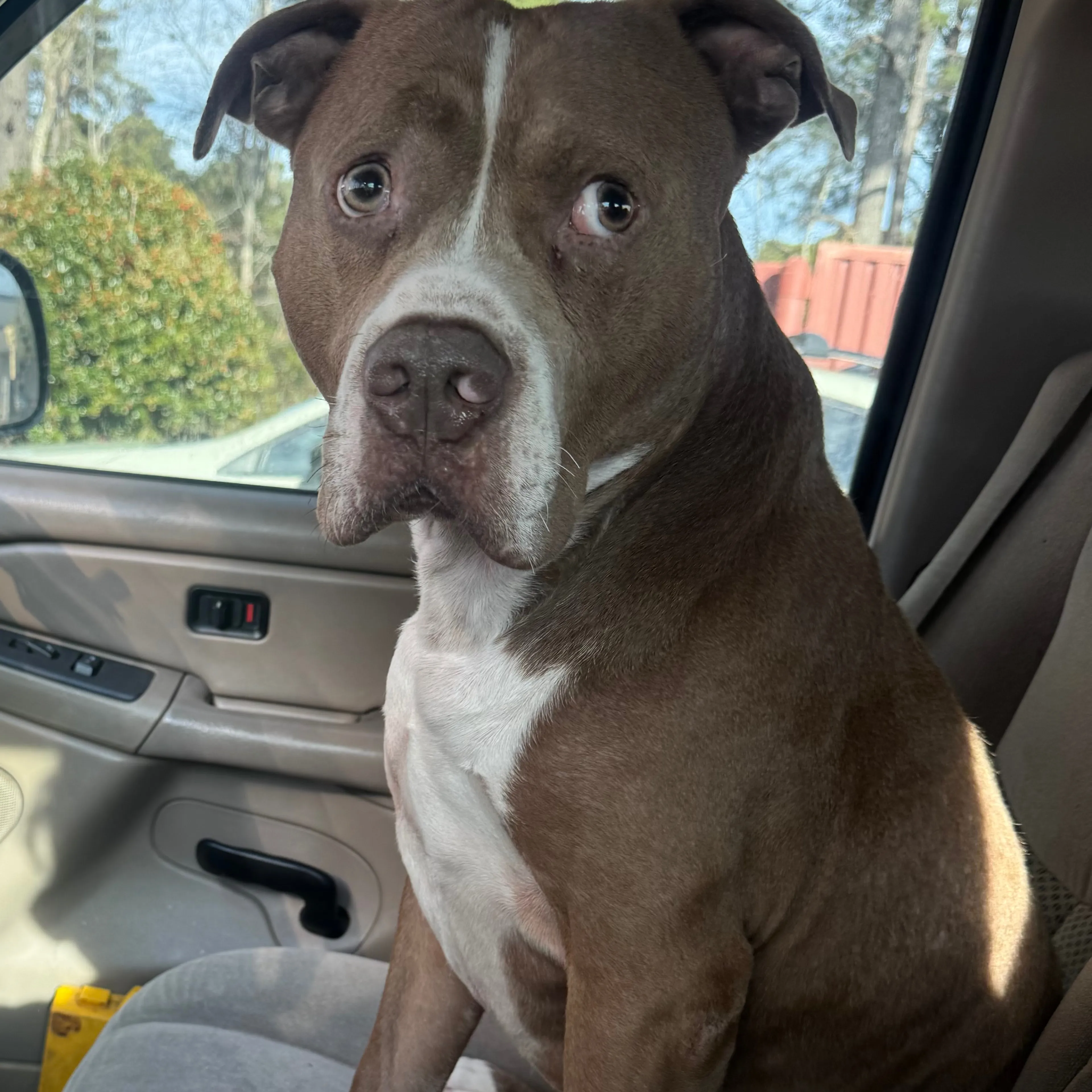 Lost pet-2