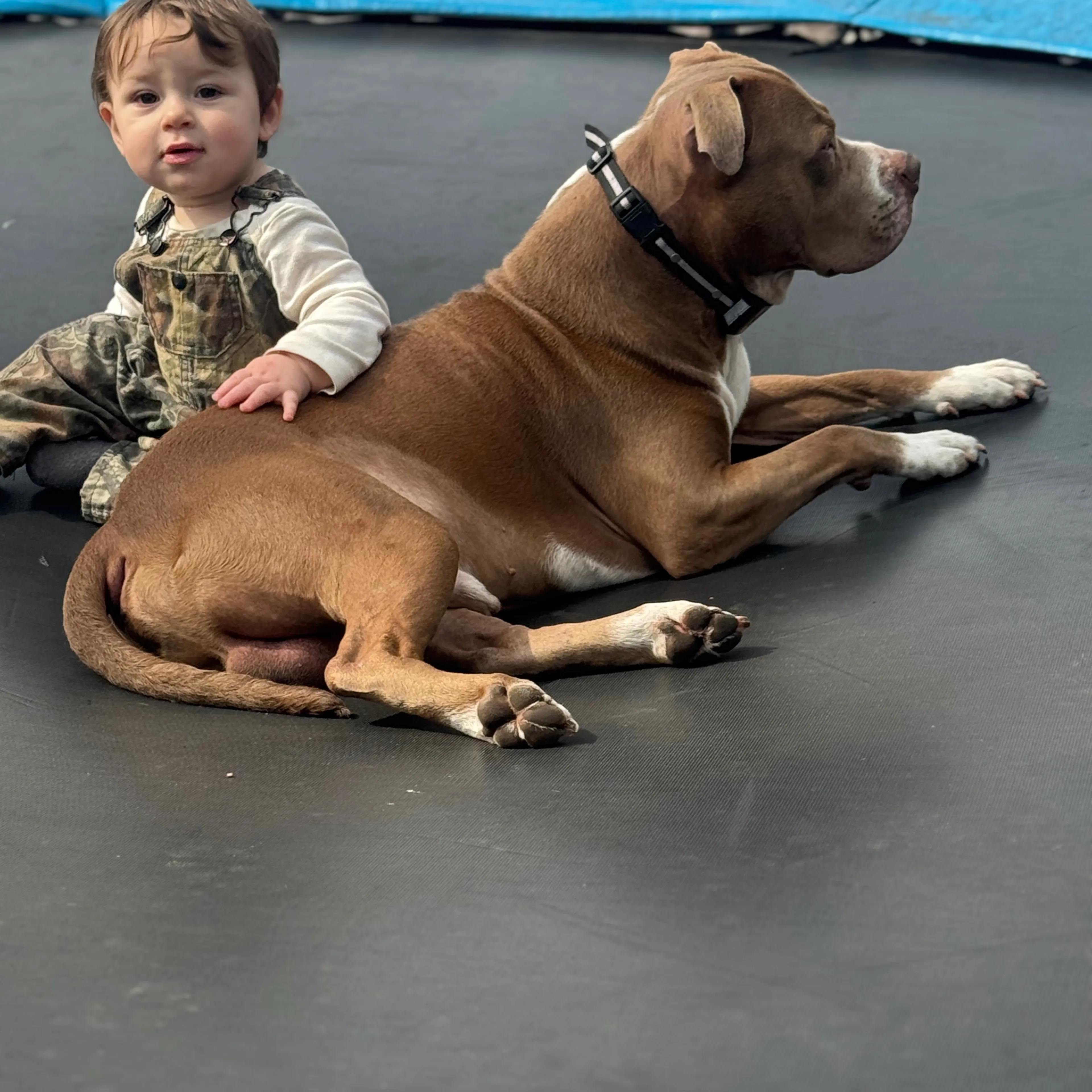 Lost pet-3