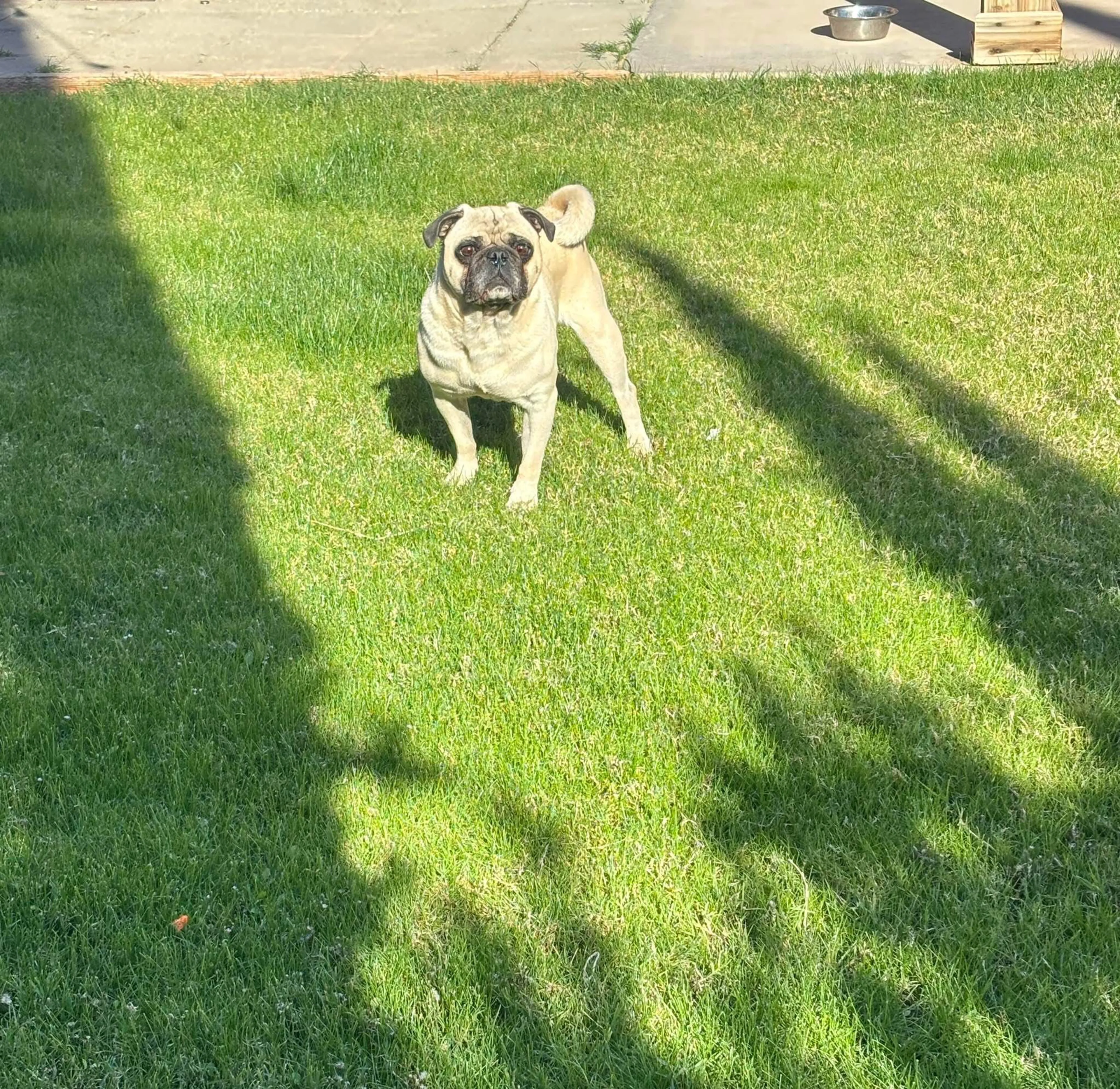 Lost pet-1