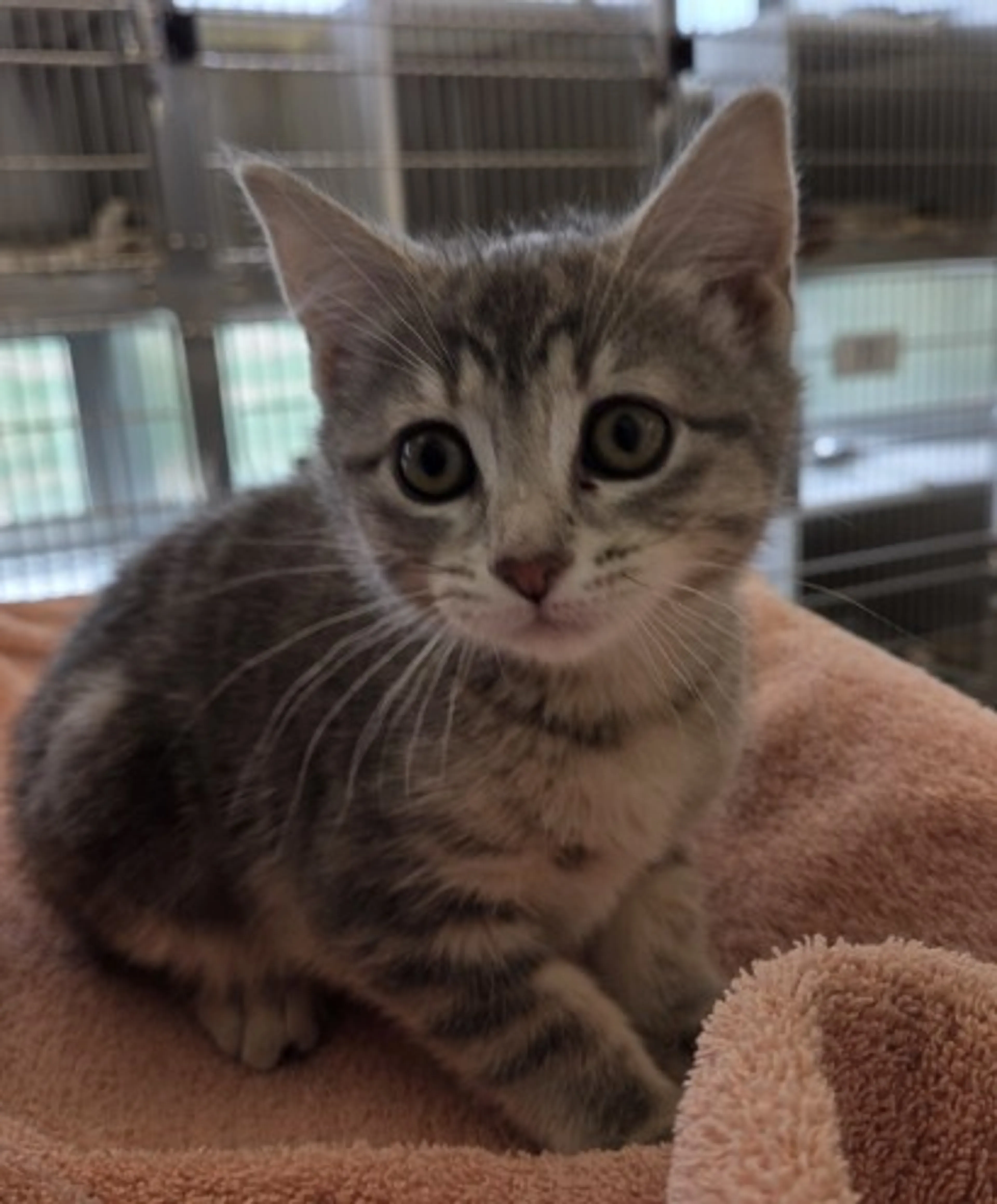 Found pet
