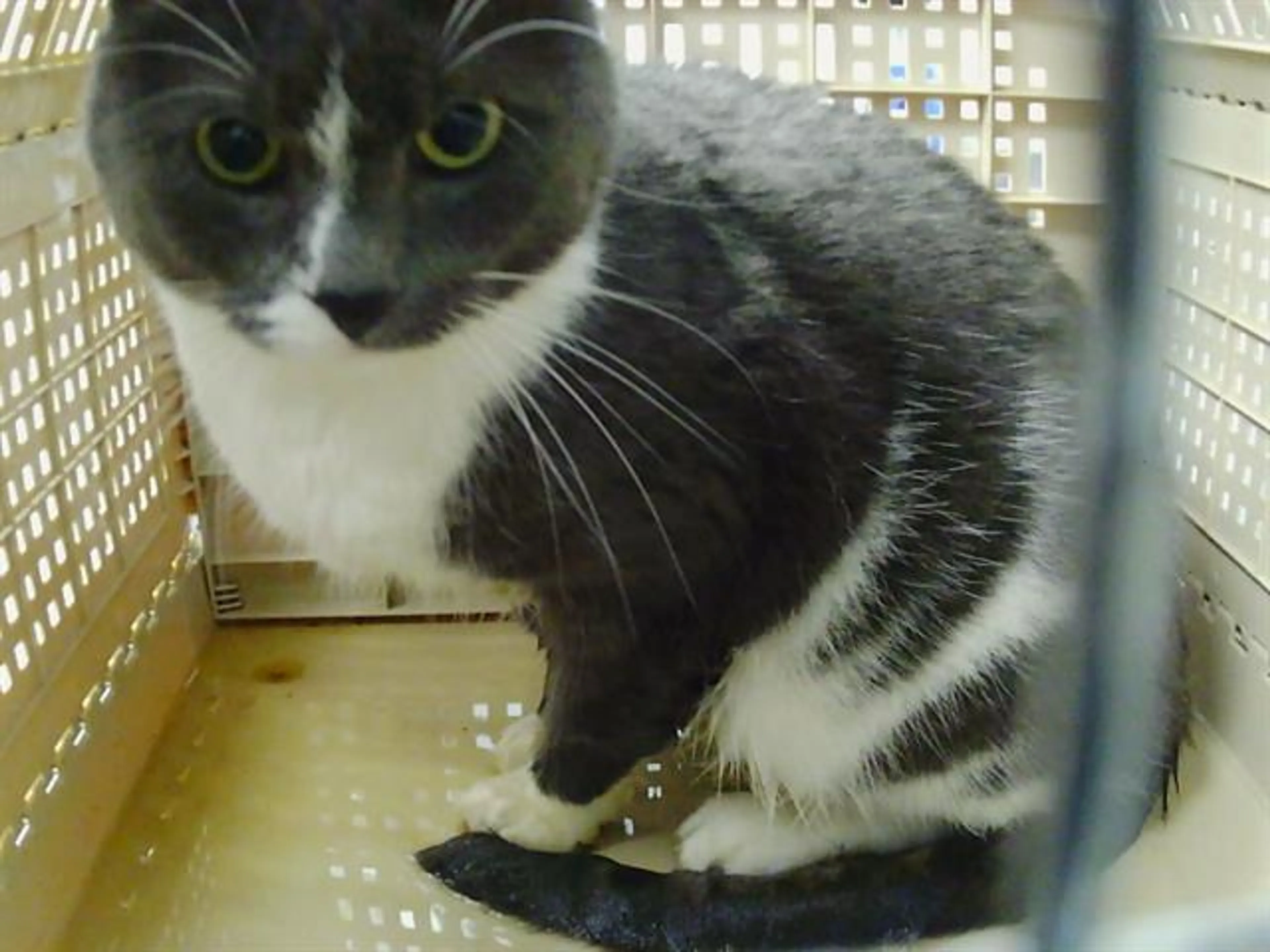 Found pet