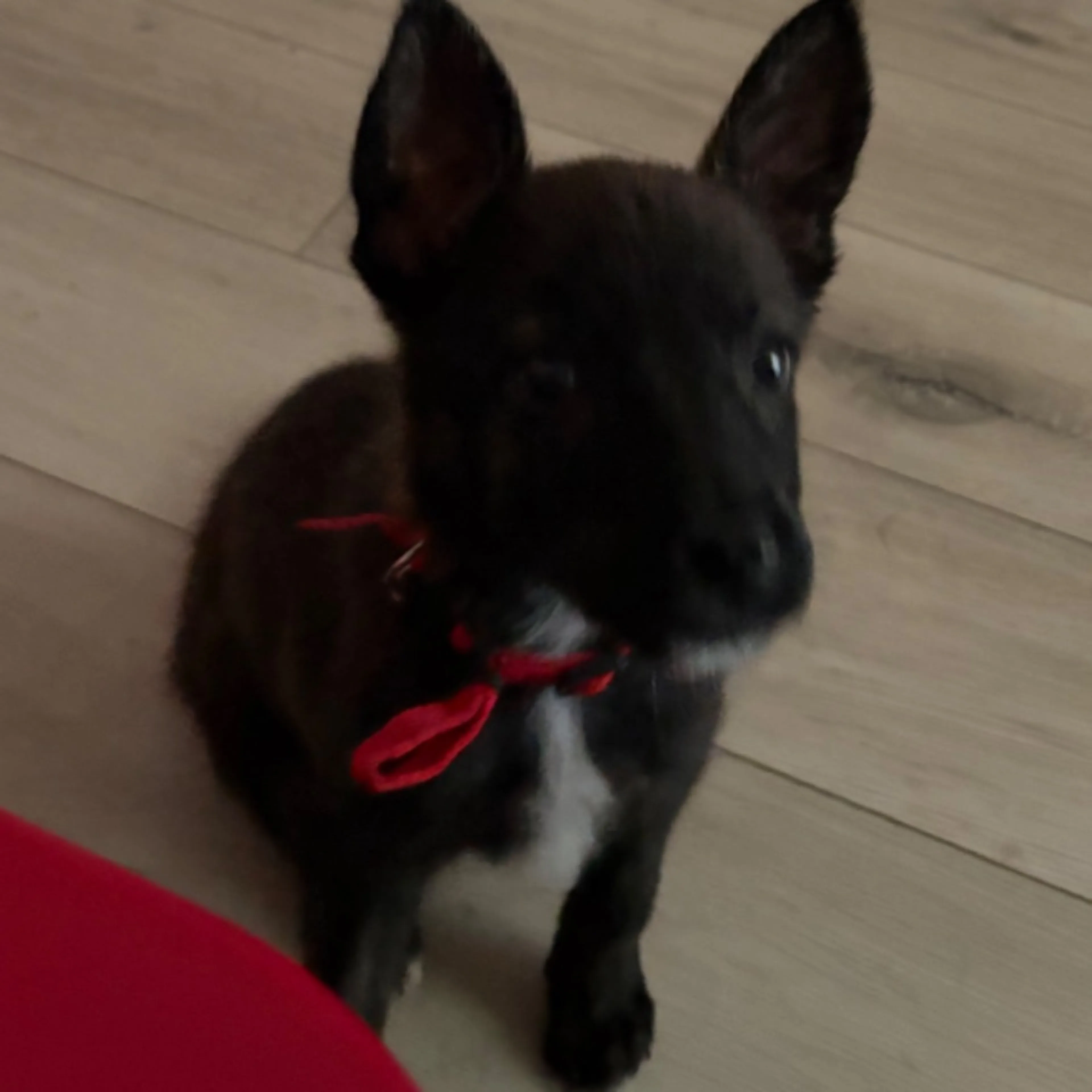 Lost pet