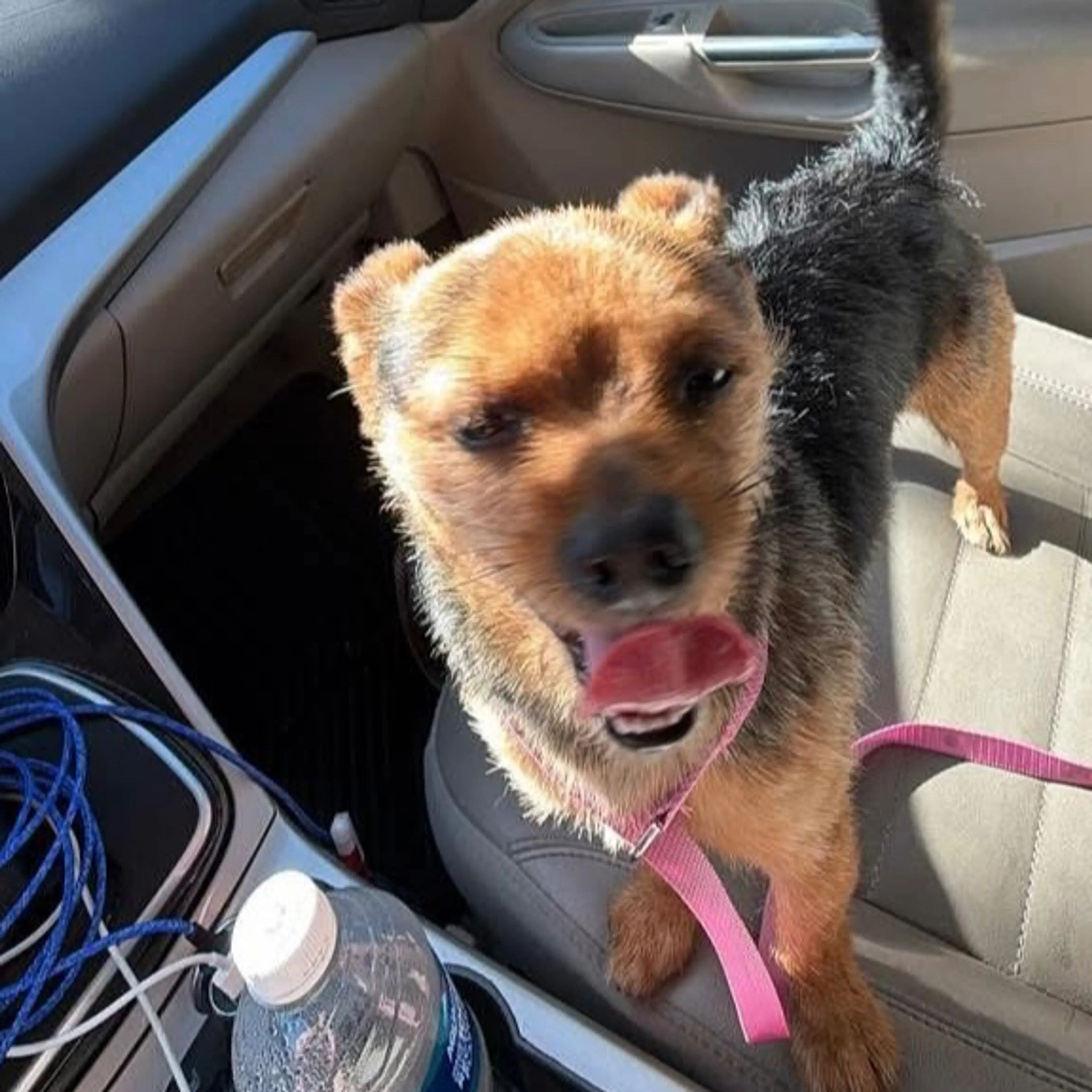 Found pet-1