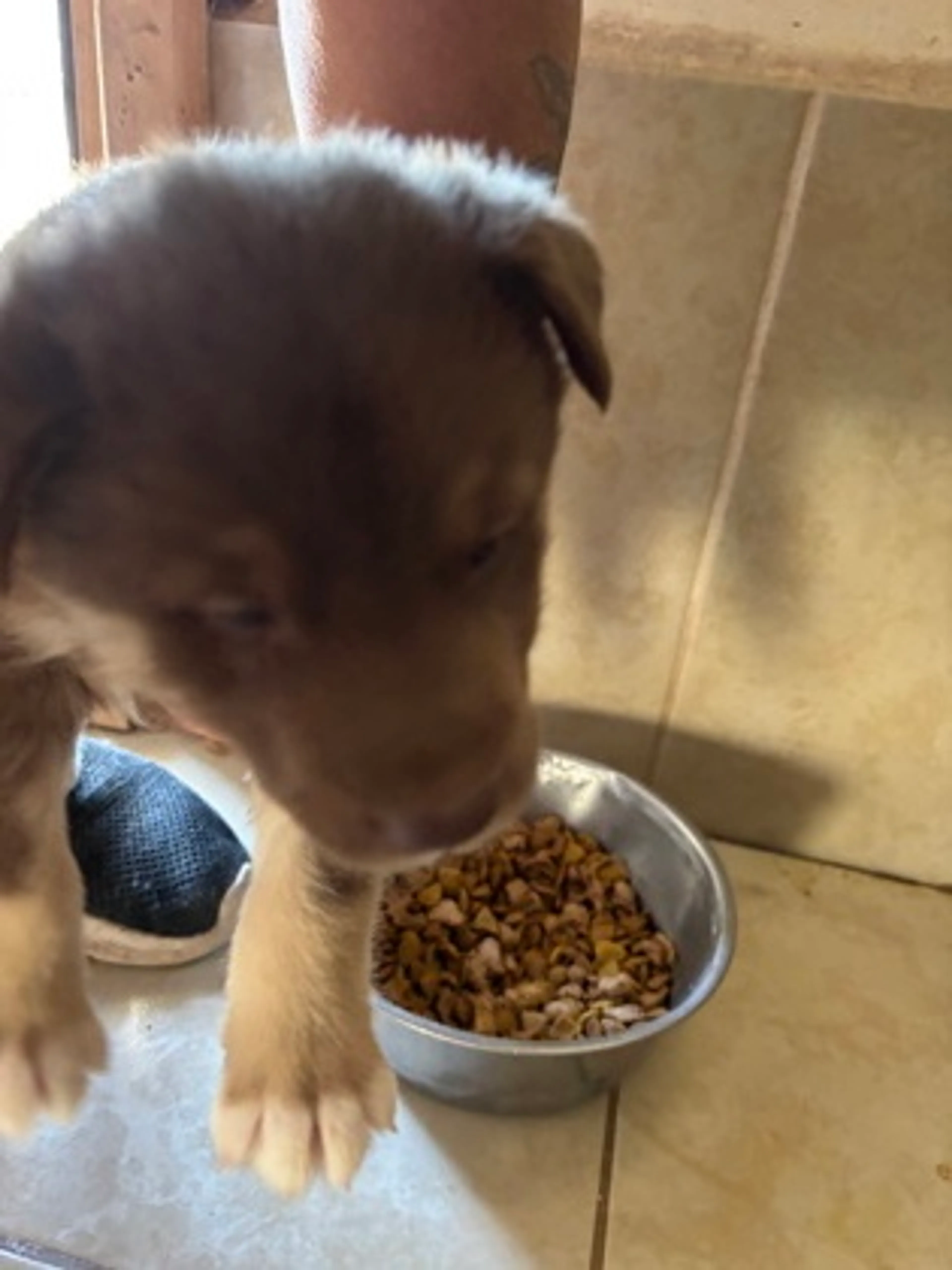 Found pet