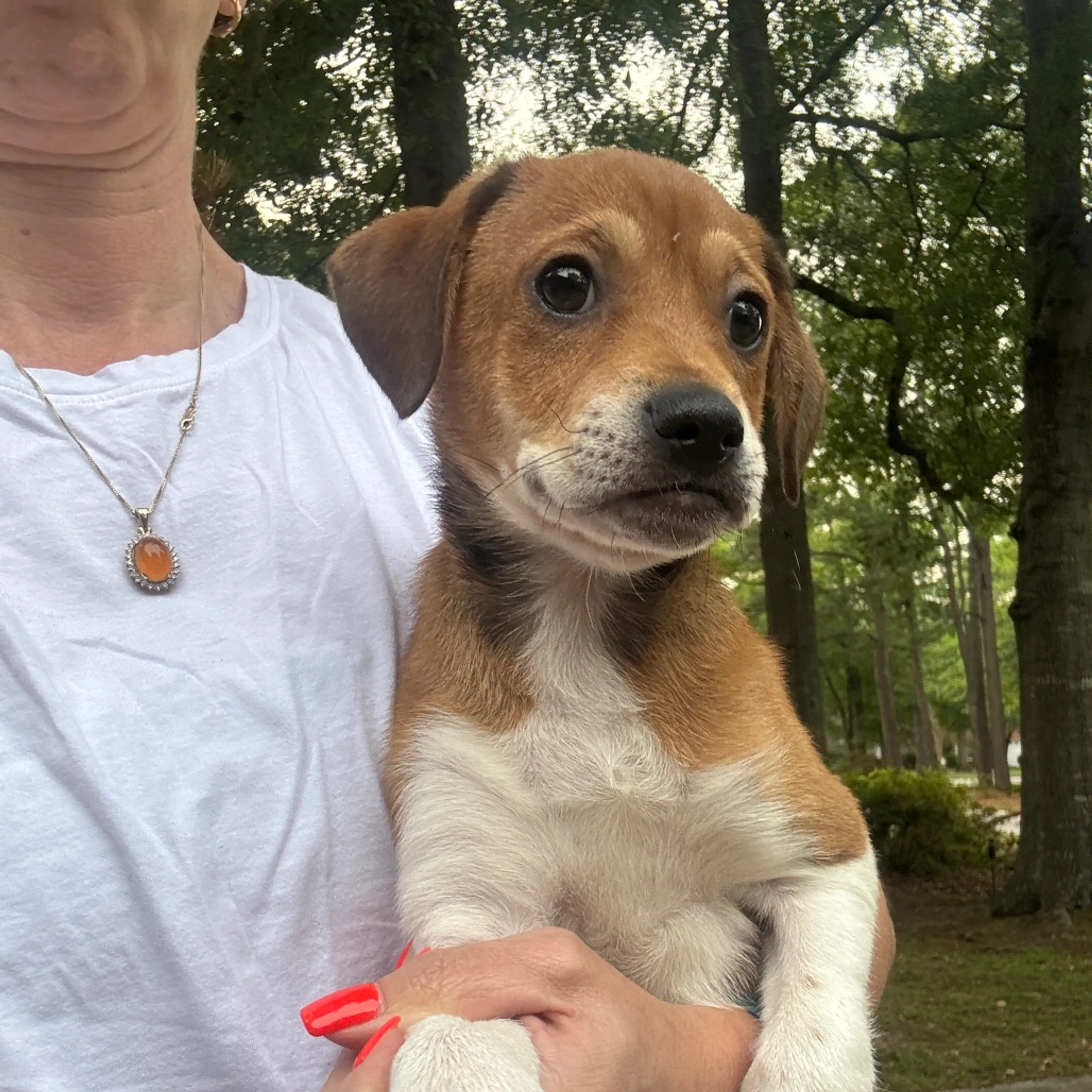 Found pet
