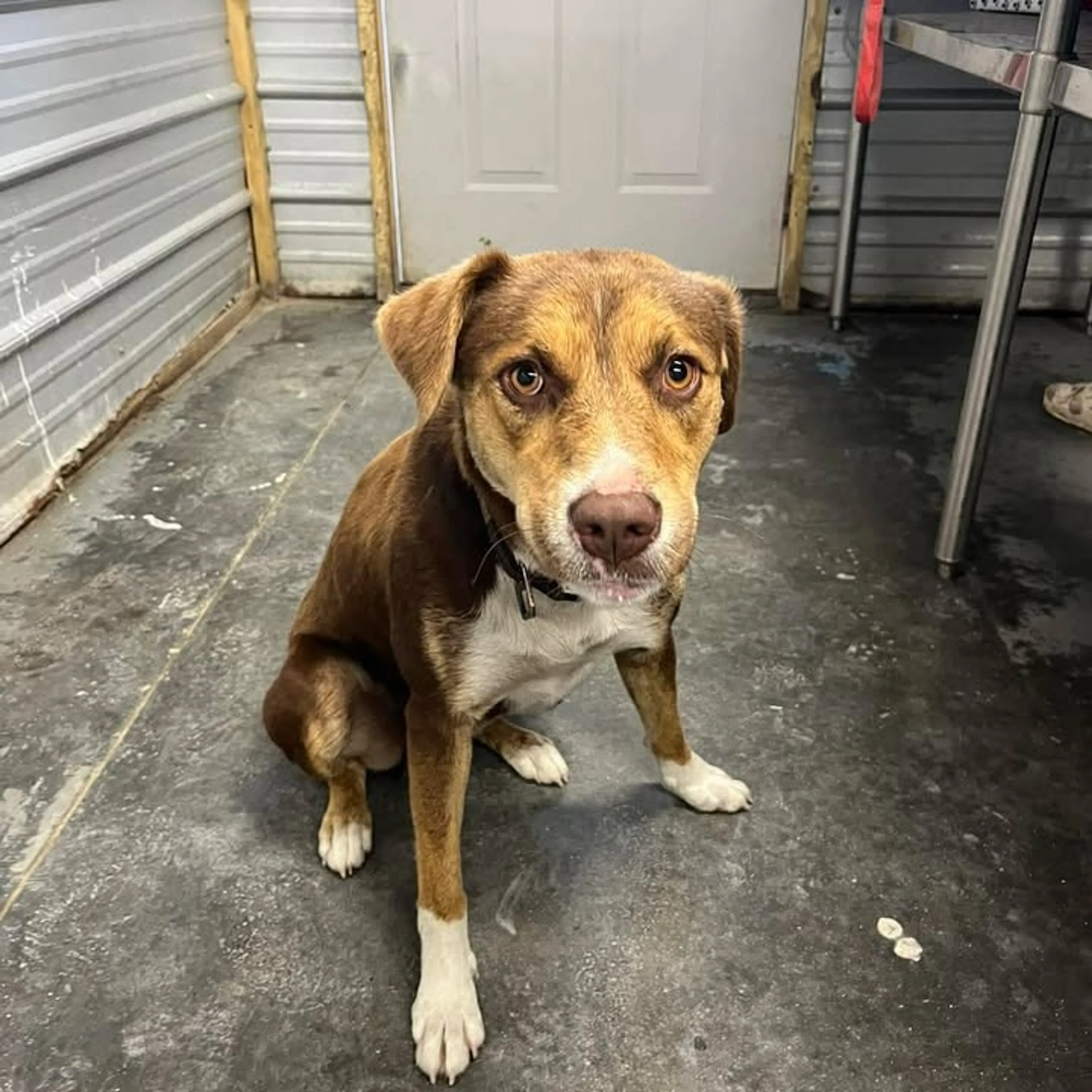Found pet-1
