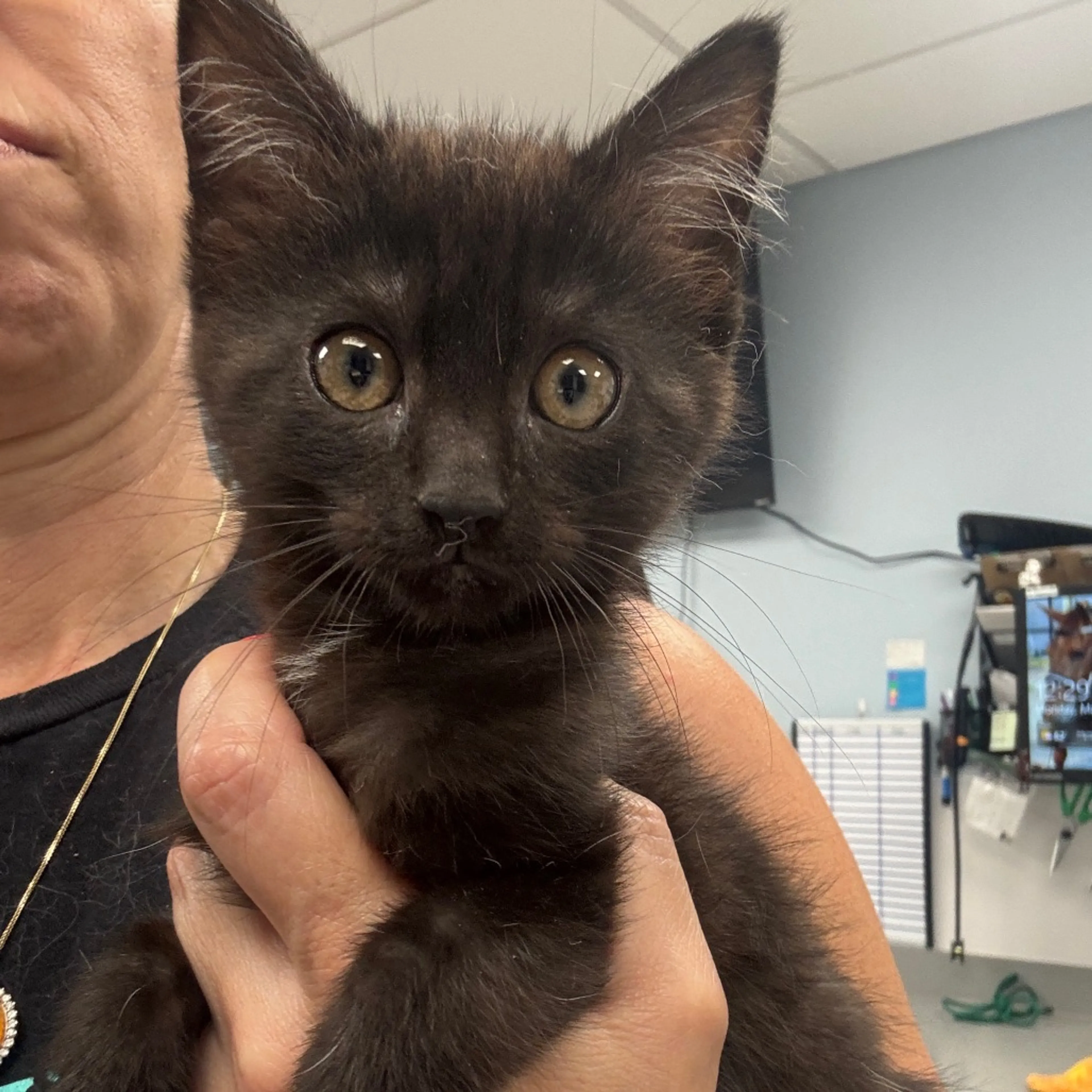 Found pet