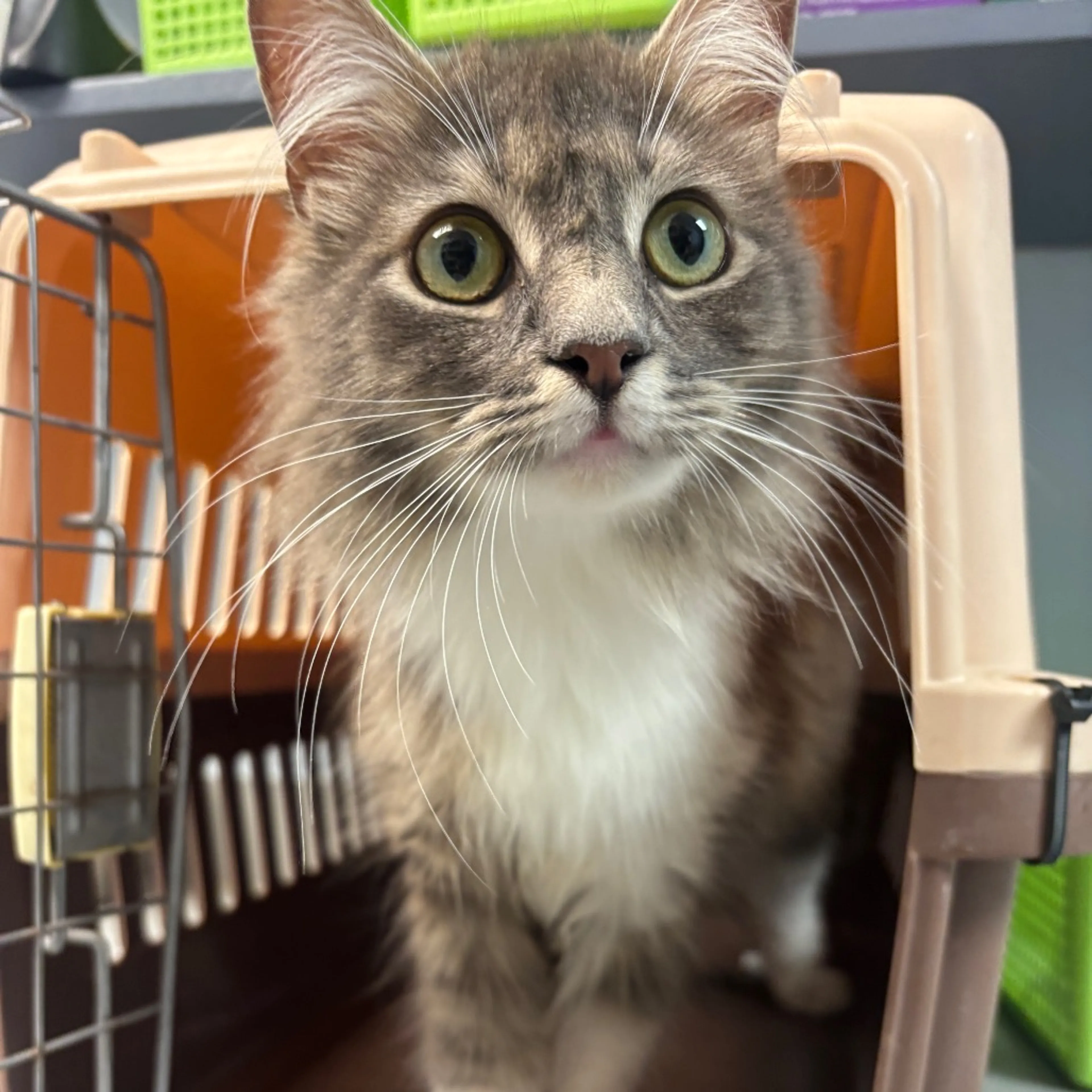 Found pet