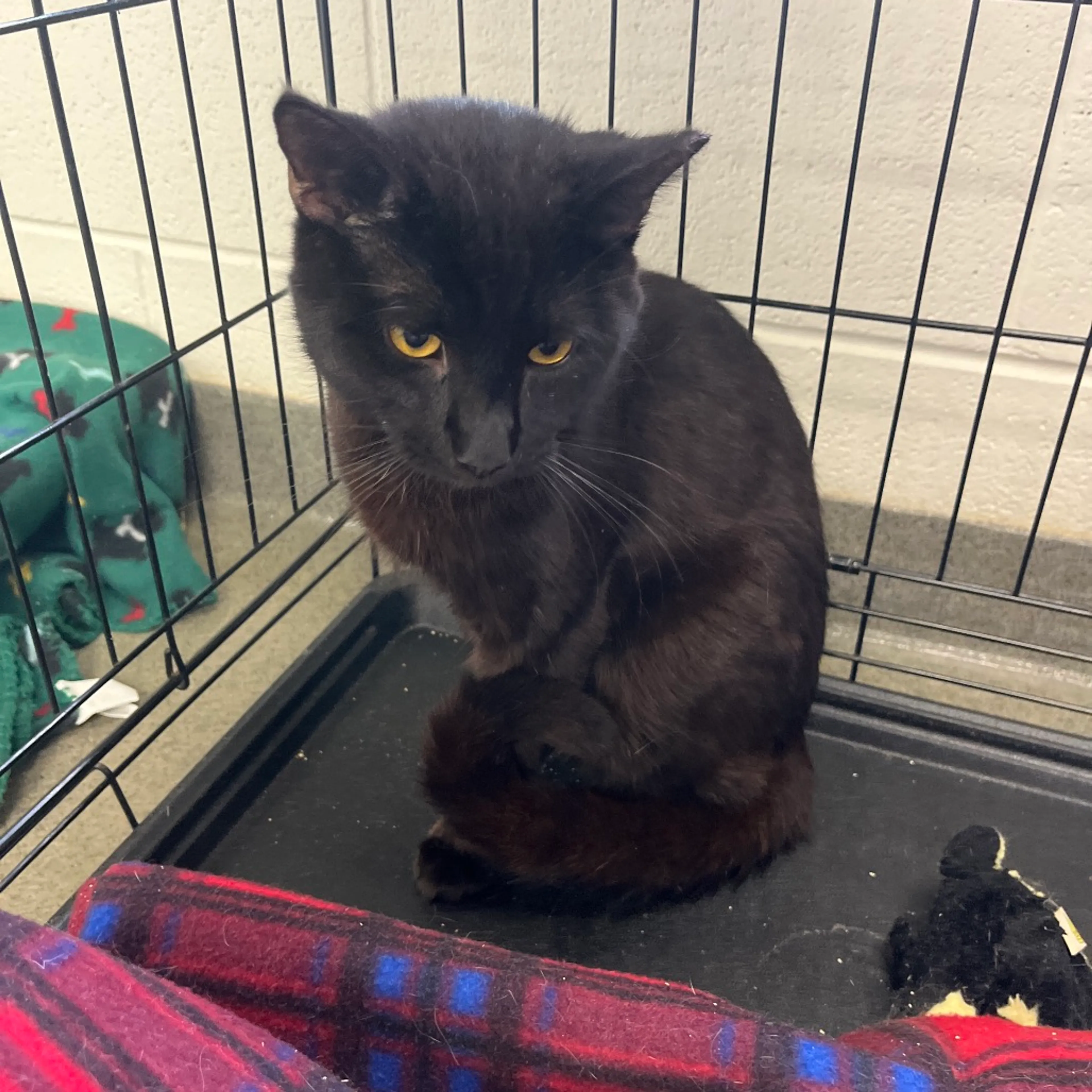 Found pet-1