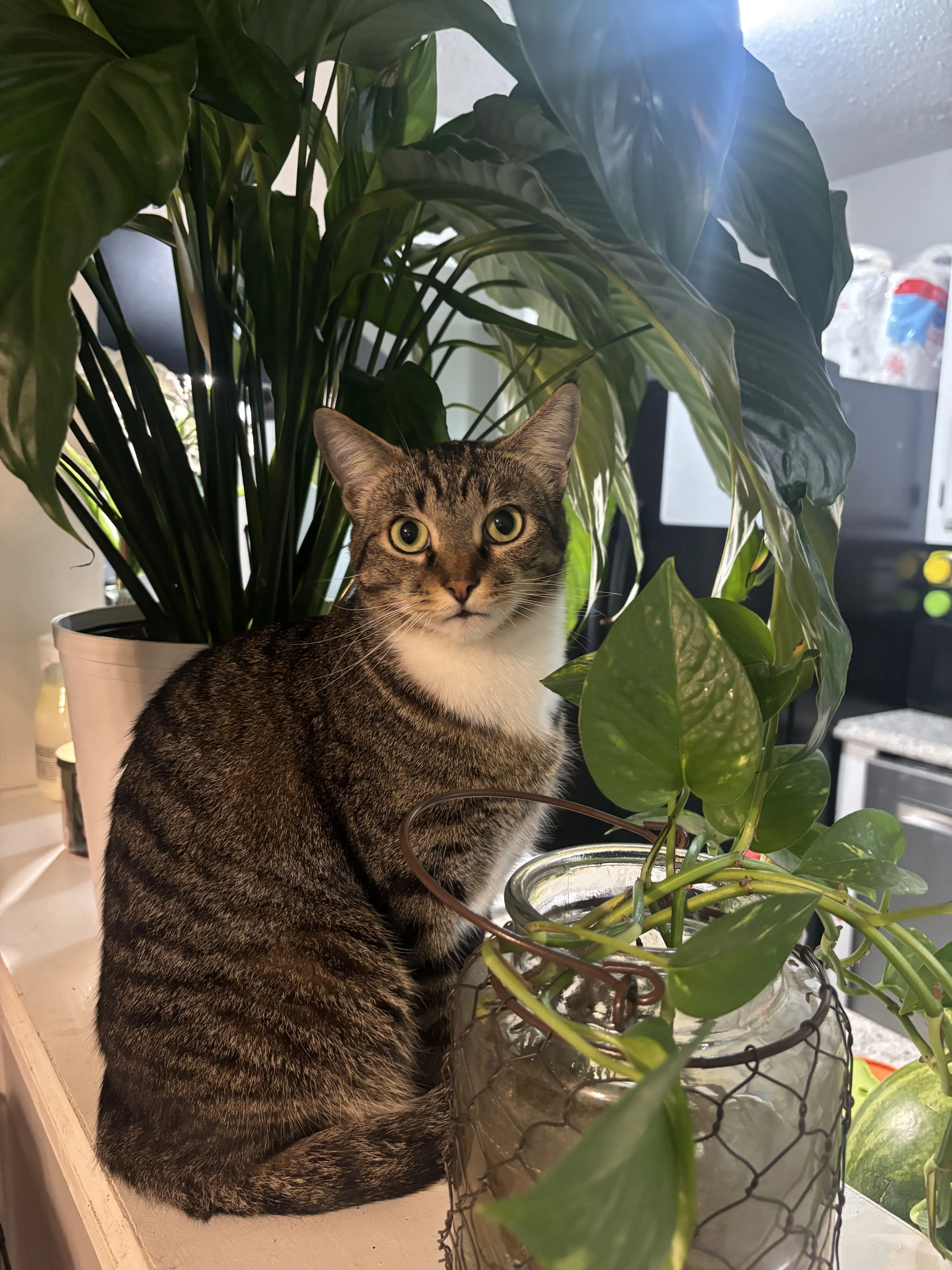 Lost pet