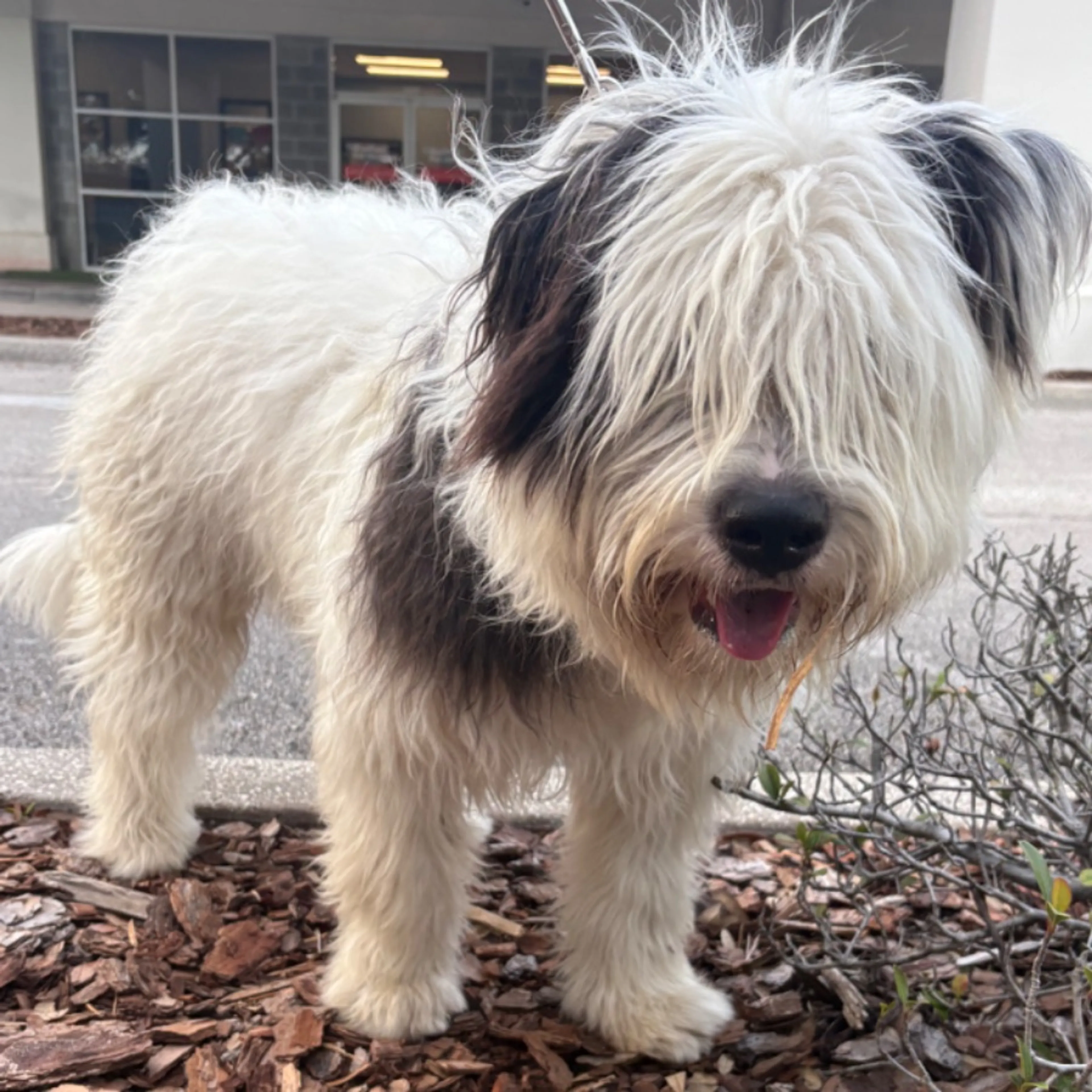 Found pet