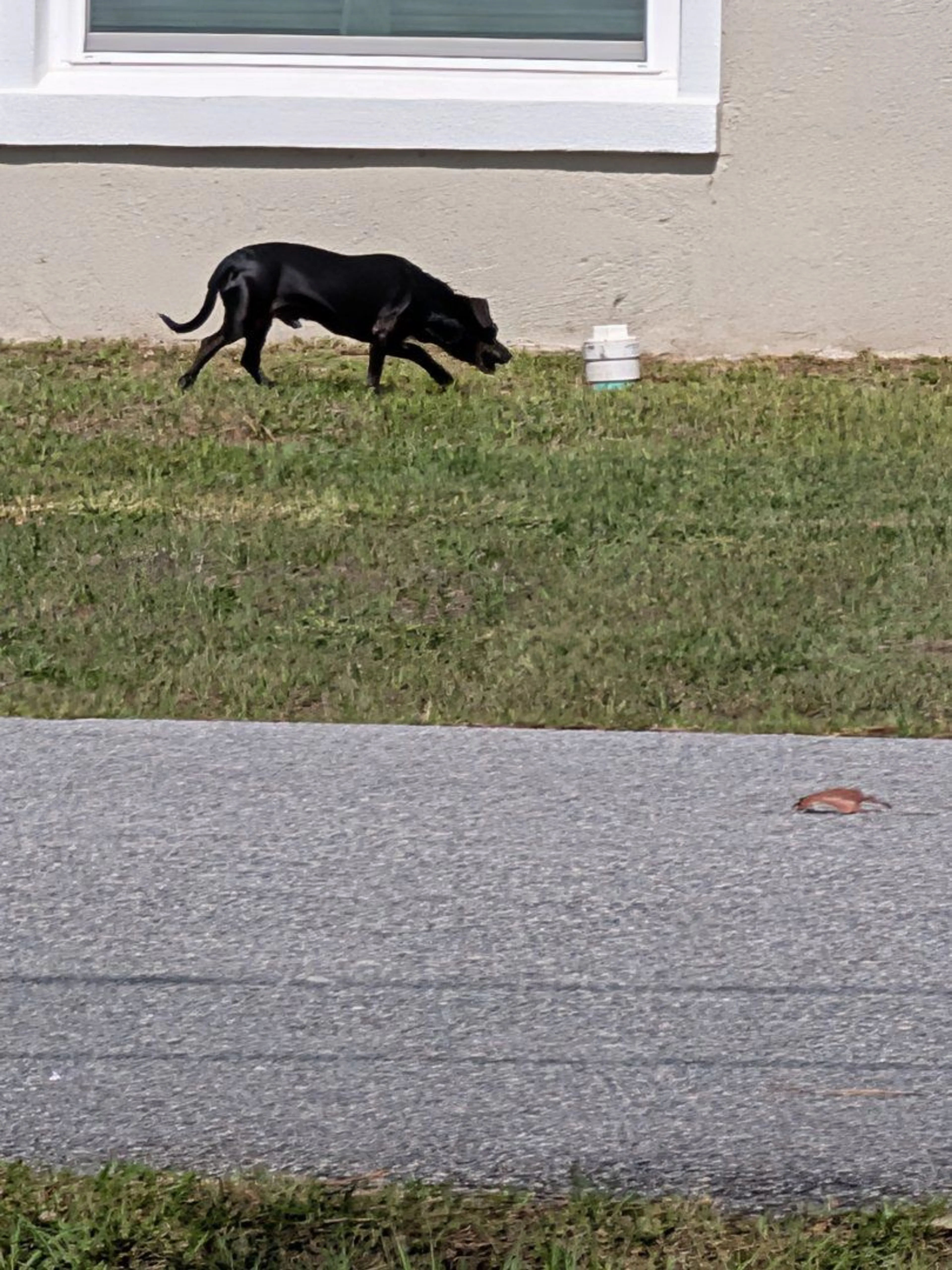 Lost pet