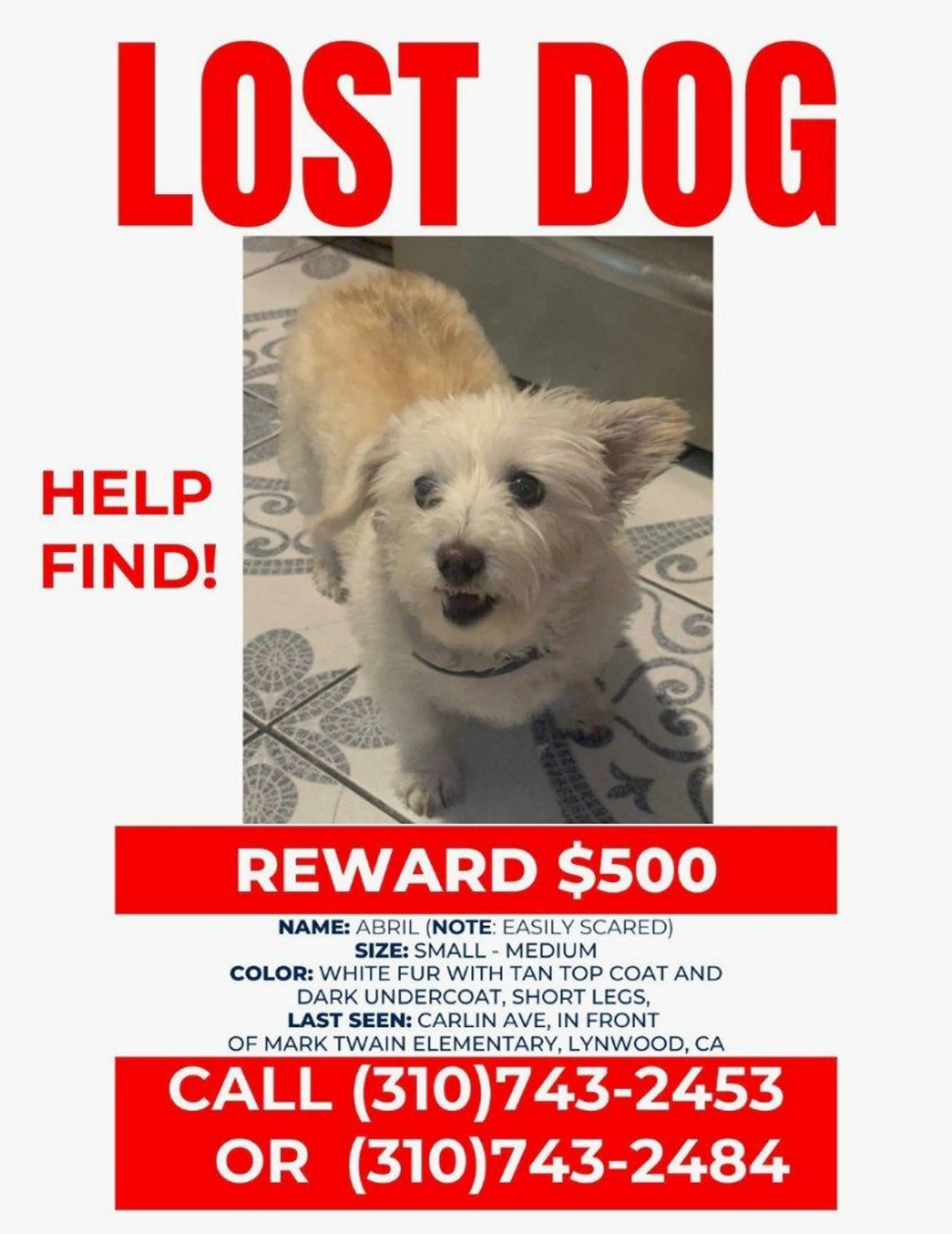 Lost pet
