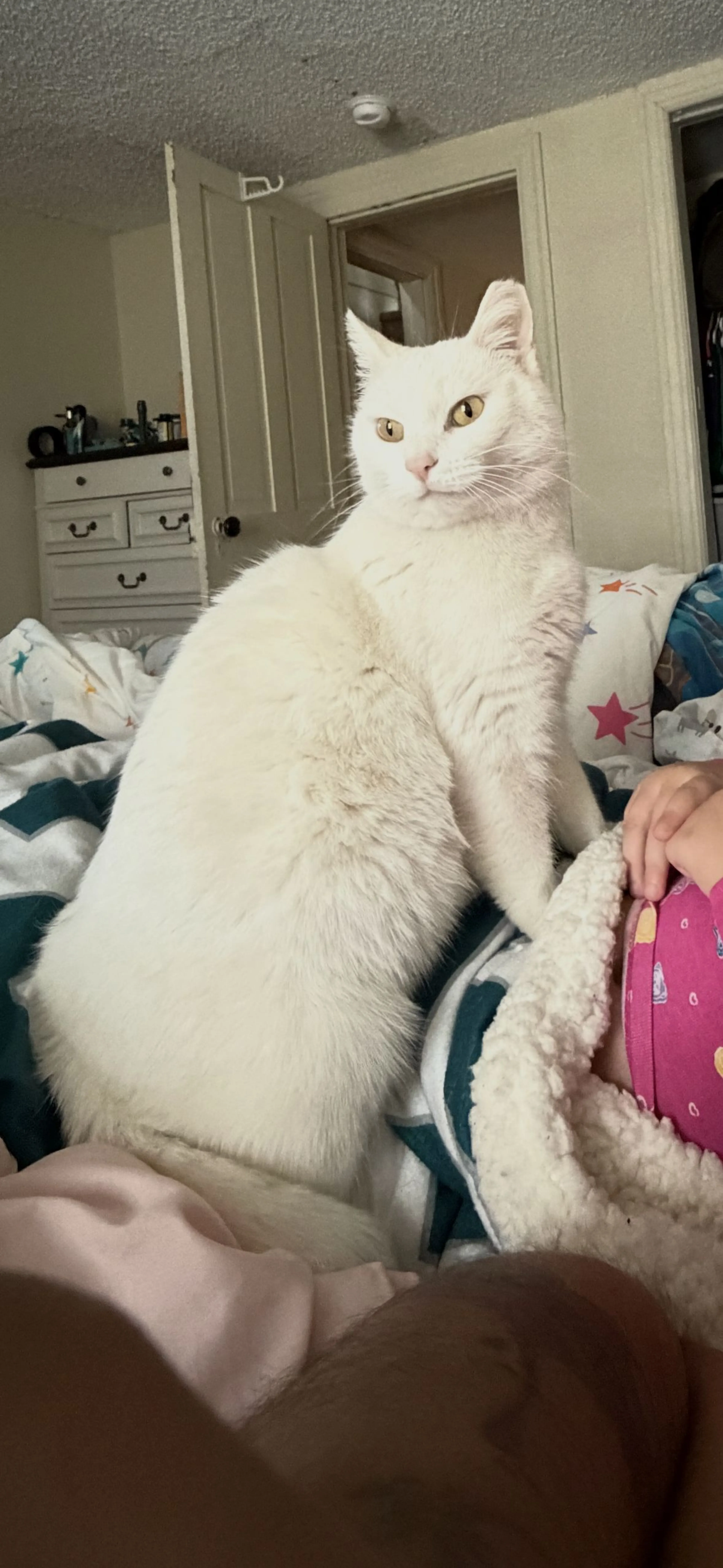 Lost pet