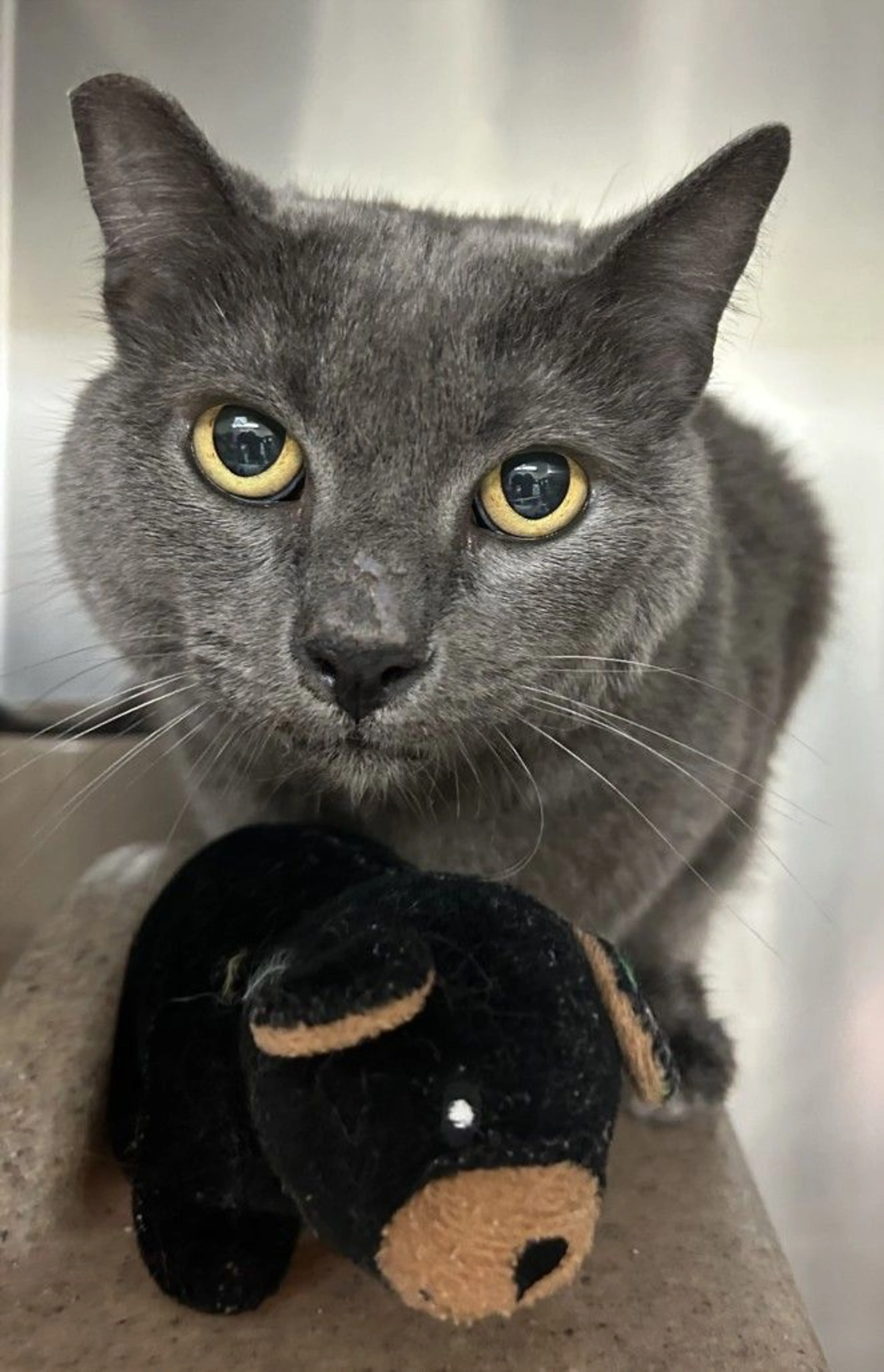 Found pet