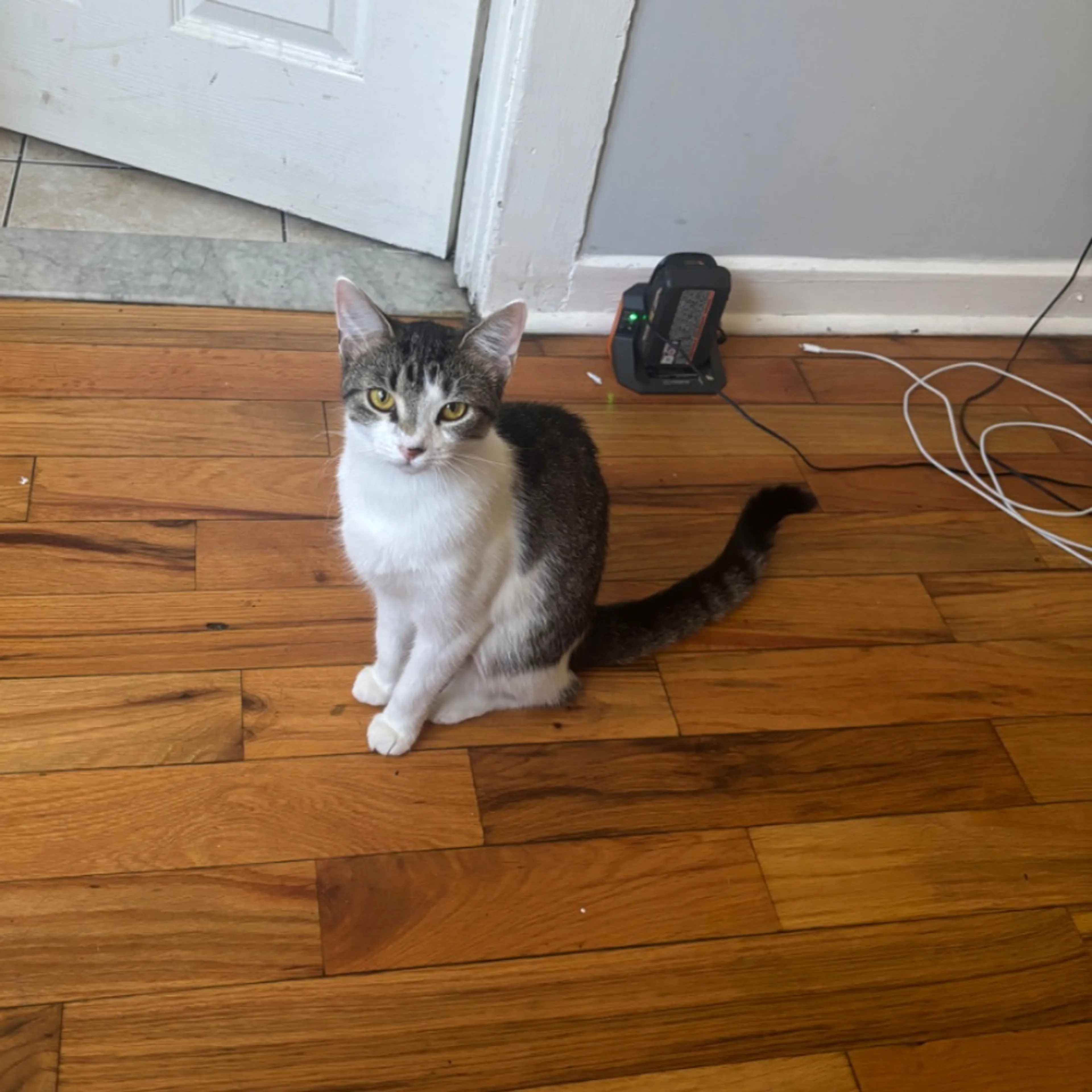 Lost pet-0