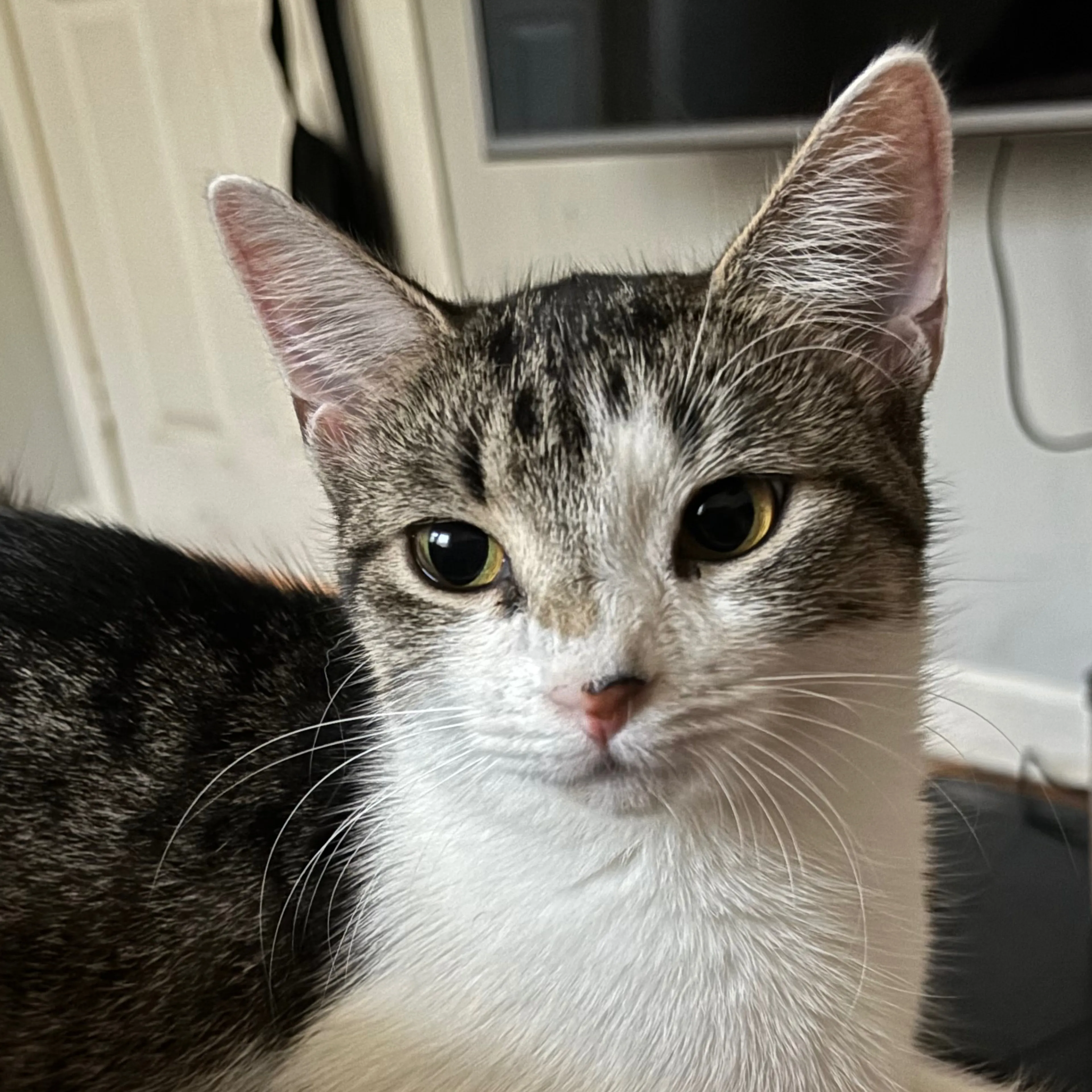 Lost pet-2