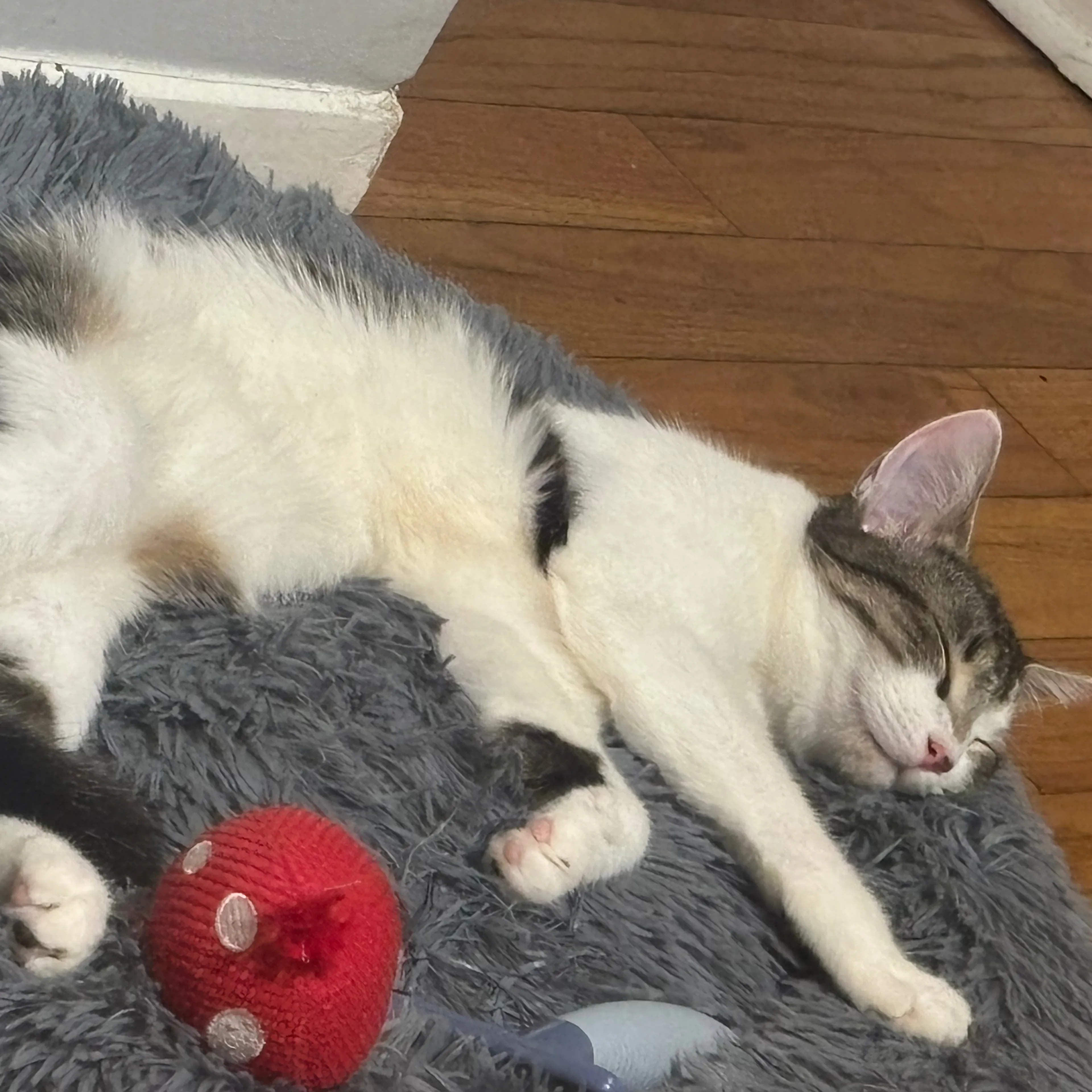Lost pet-1