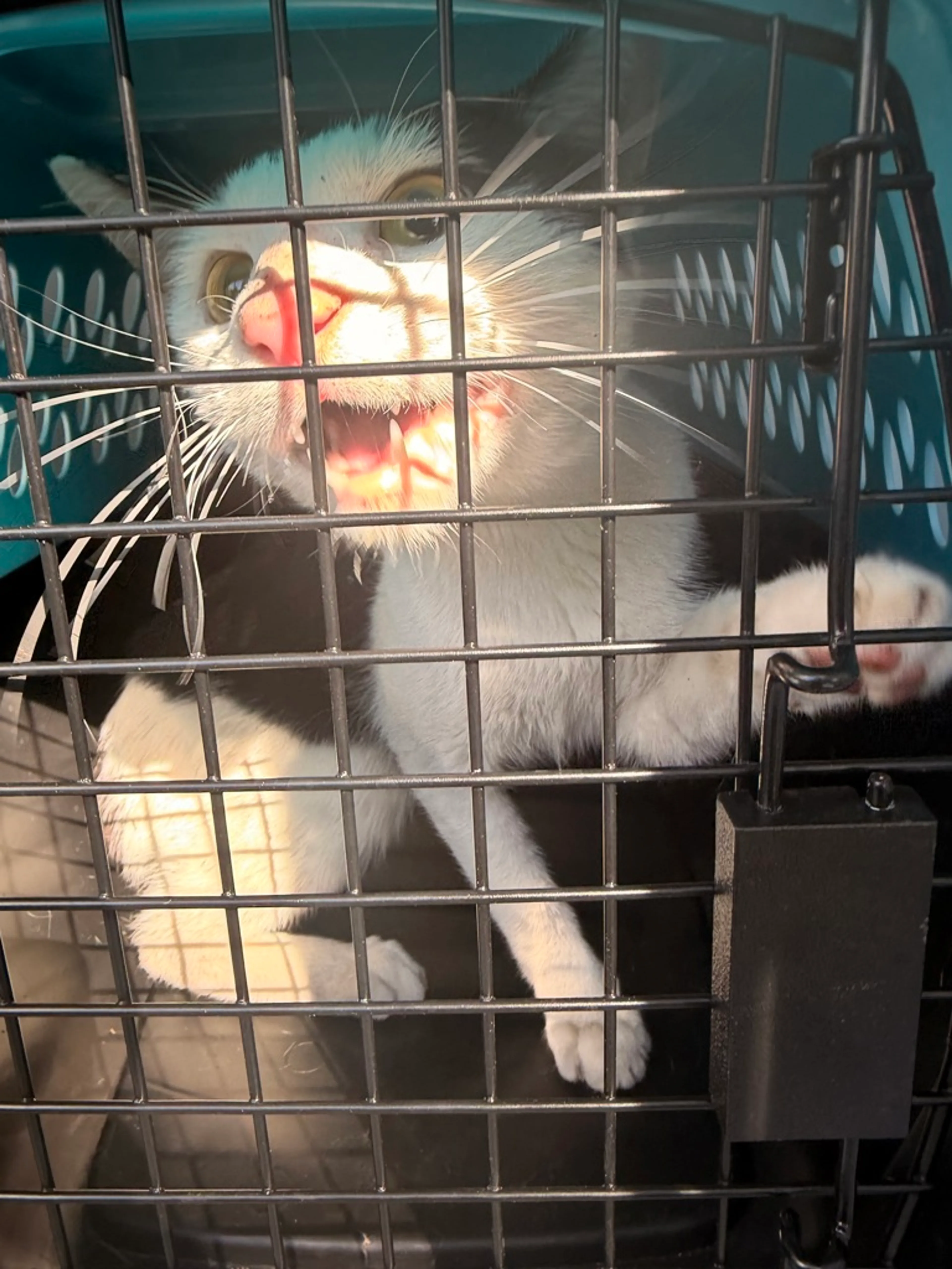 Found pet