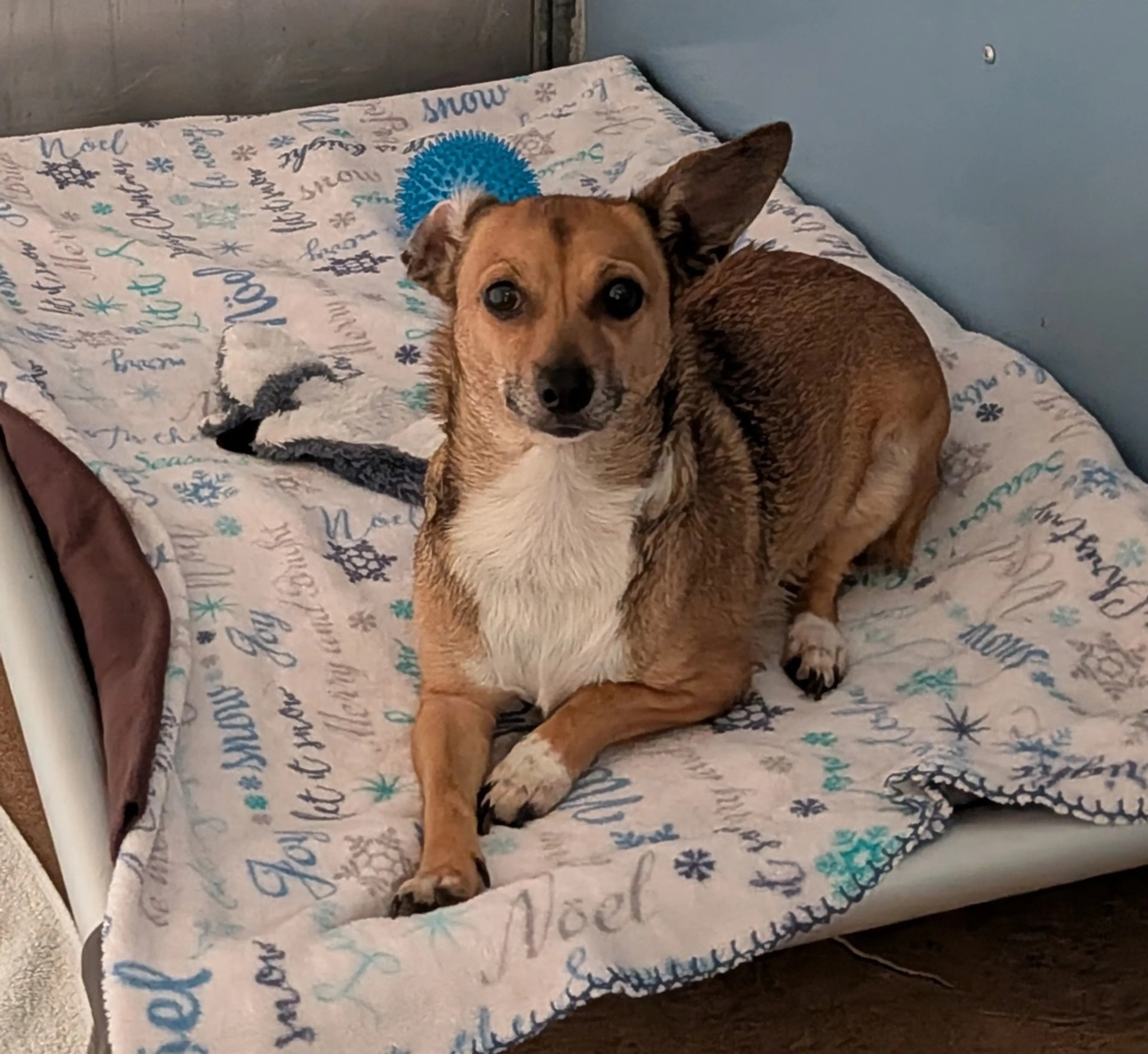 Found pet
