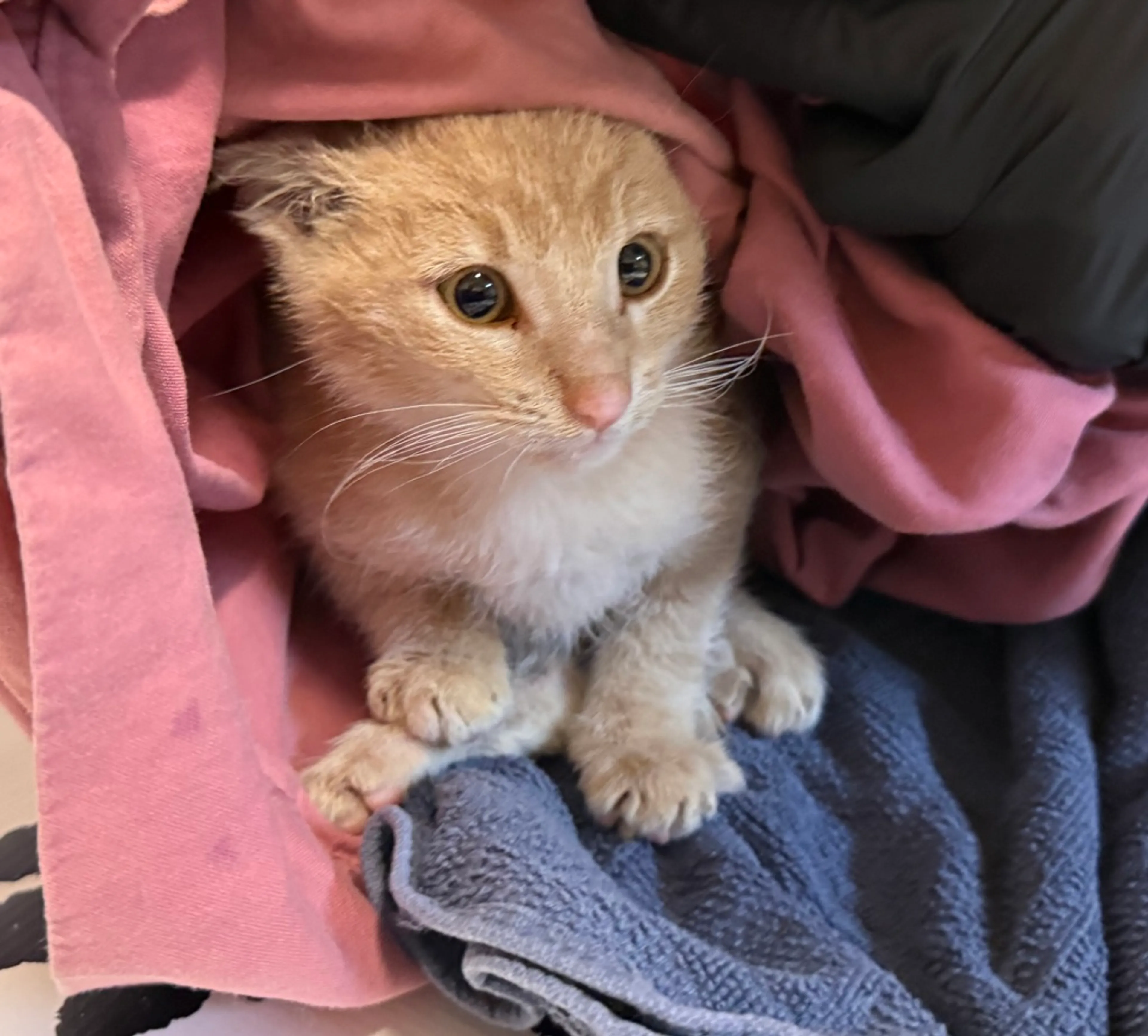 Found pet