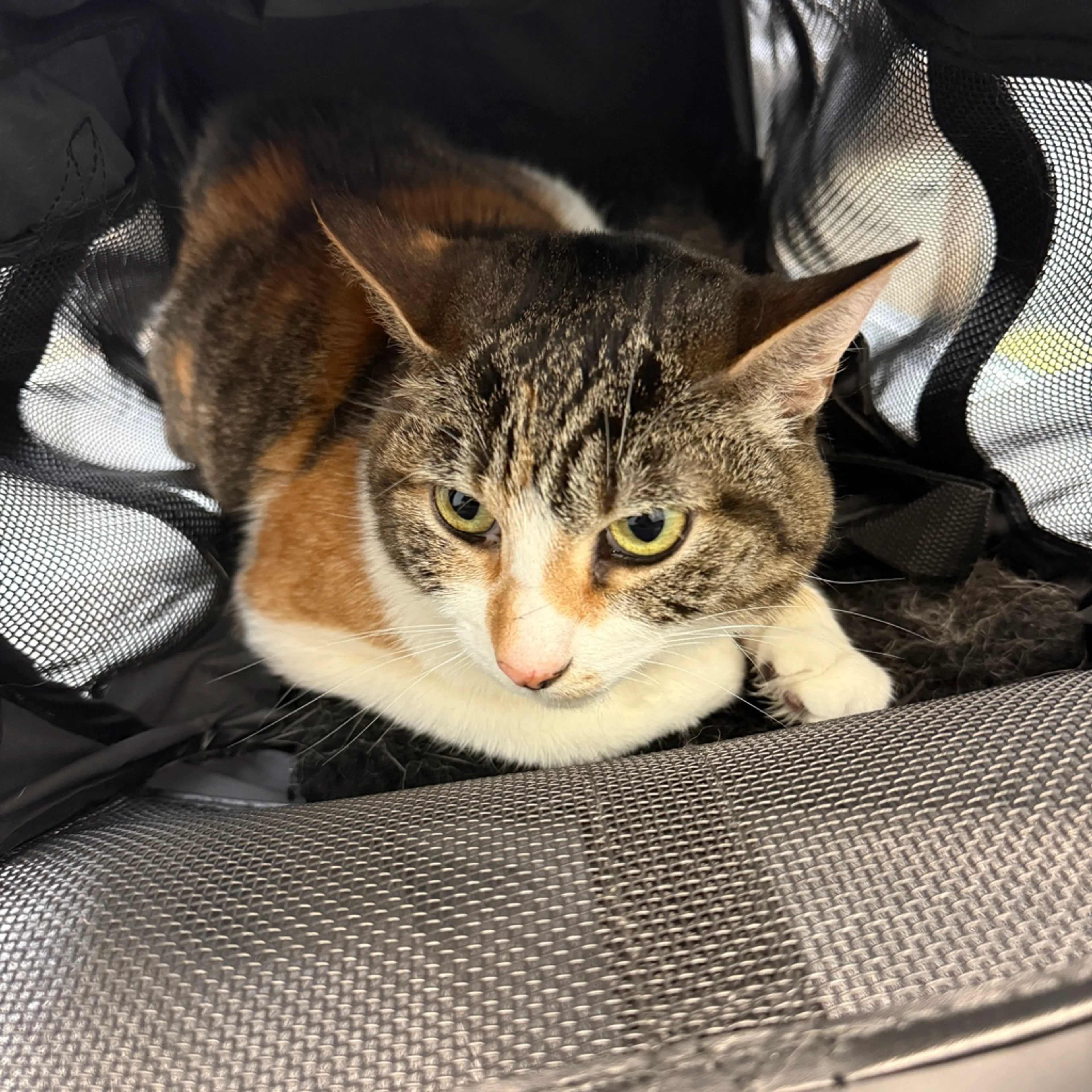 Found pet-0