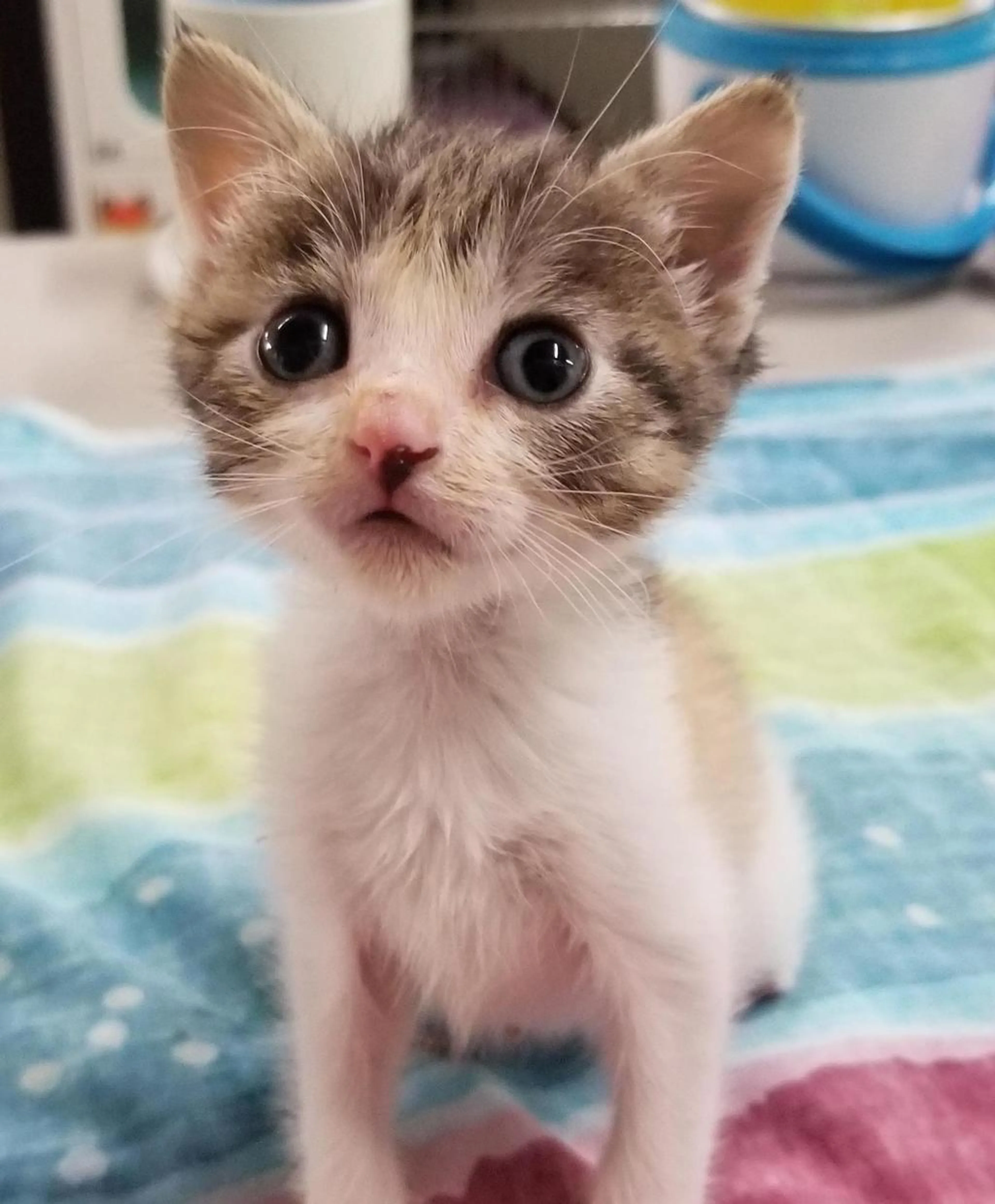 Found pet-1