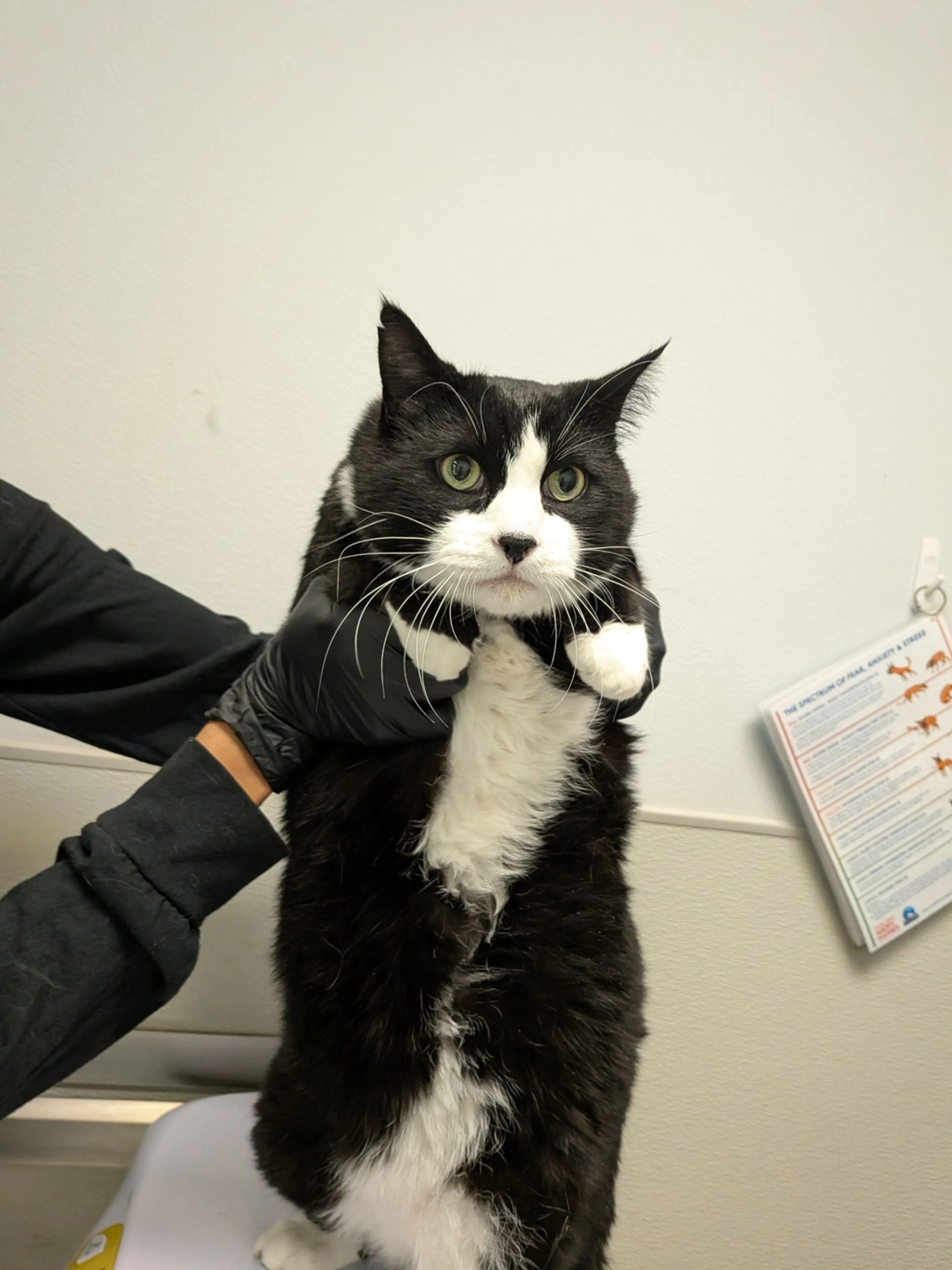 Found pet-1