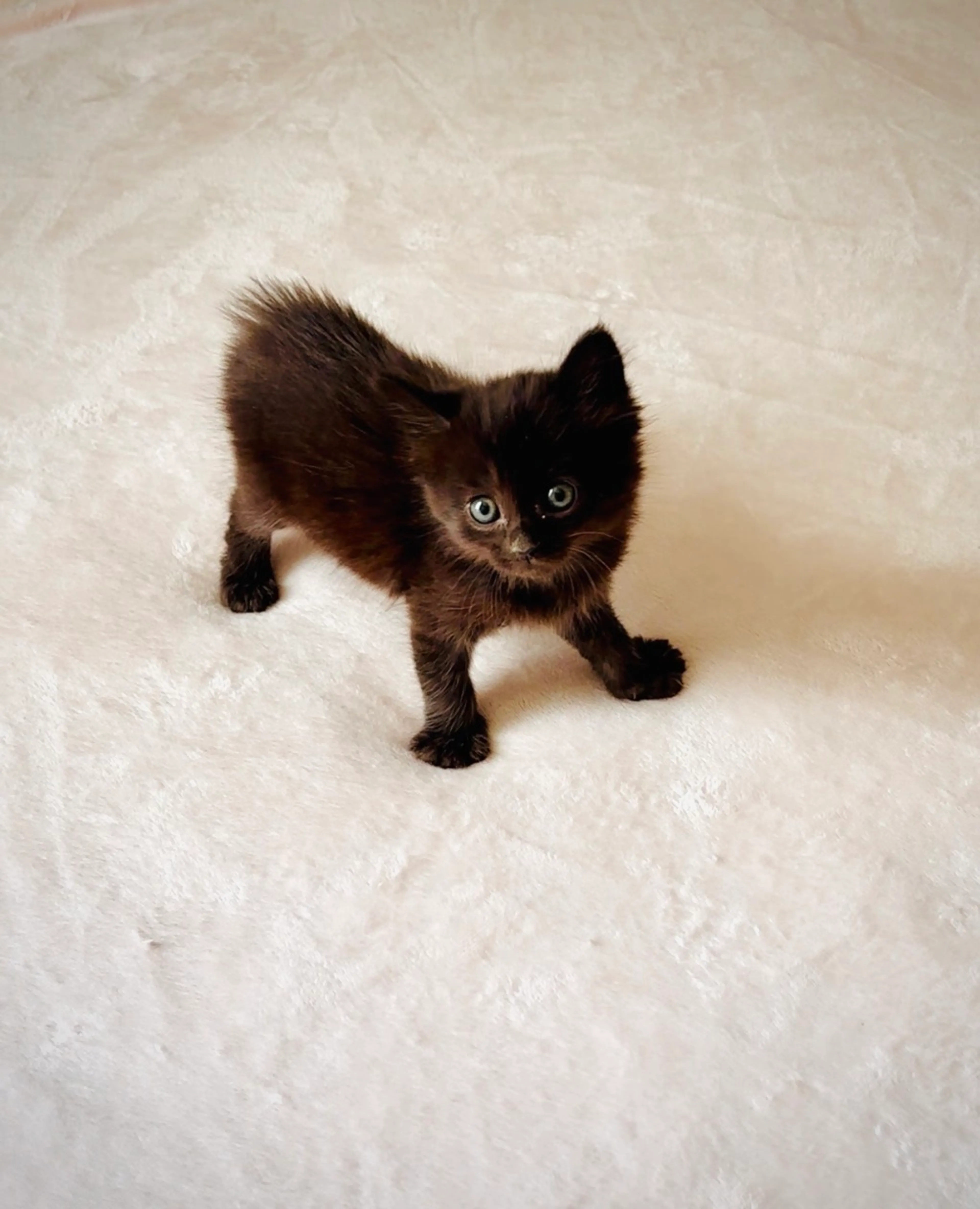 Found pet-1
