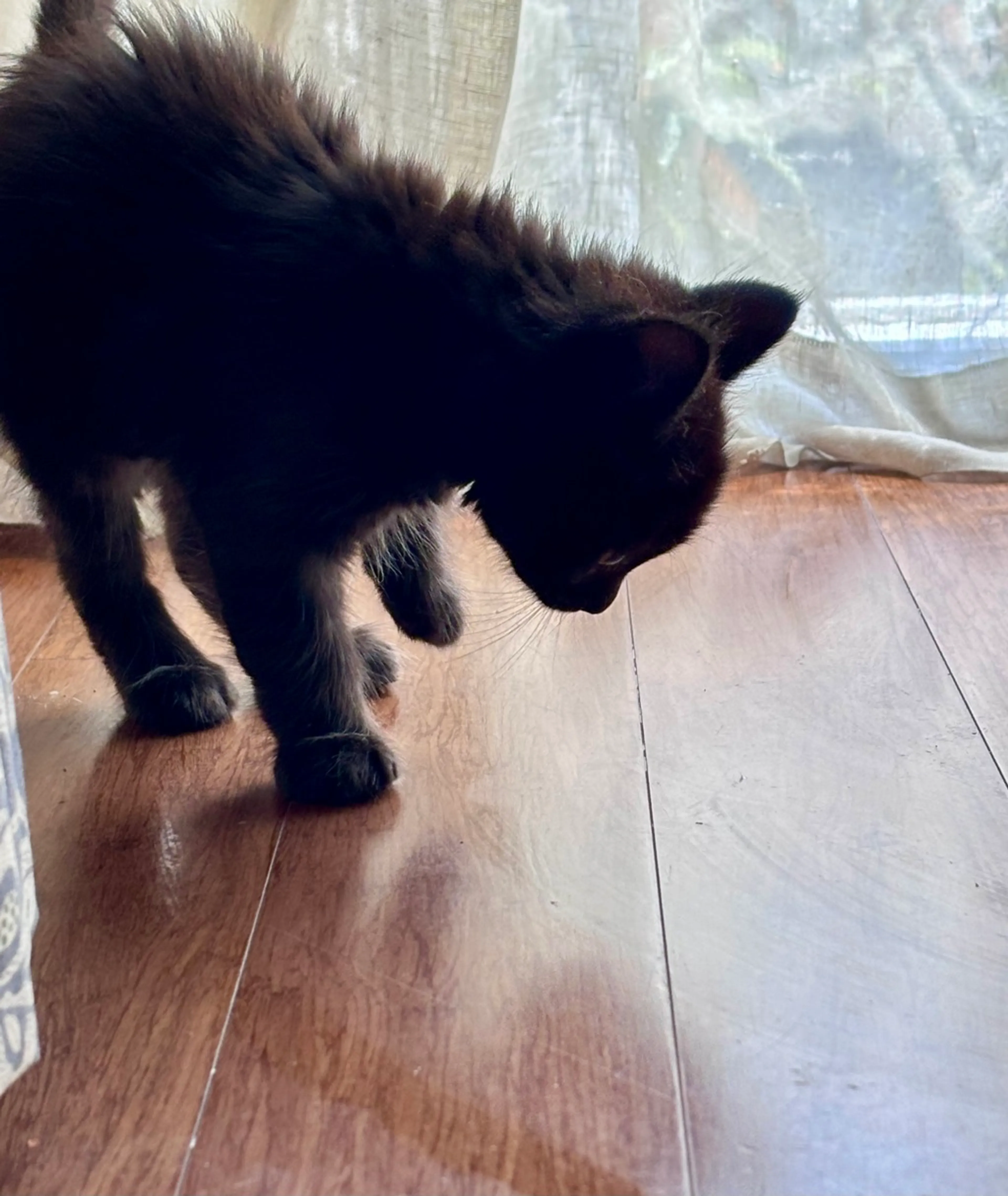 Found pet-0
