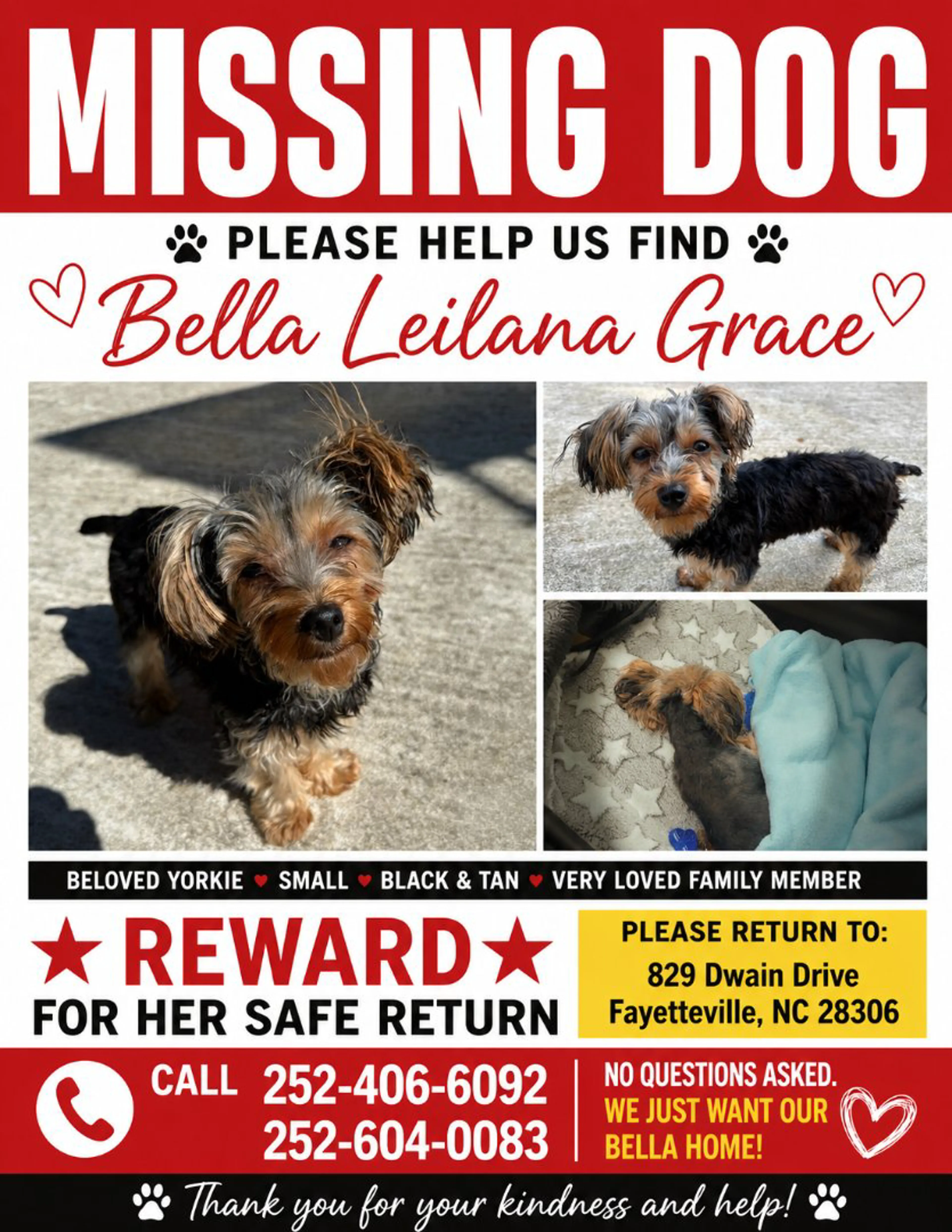 Lost pet