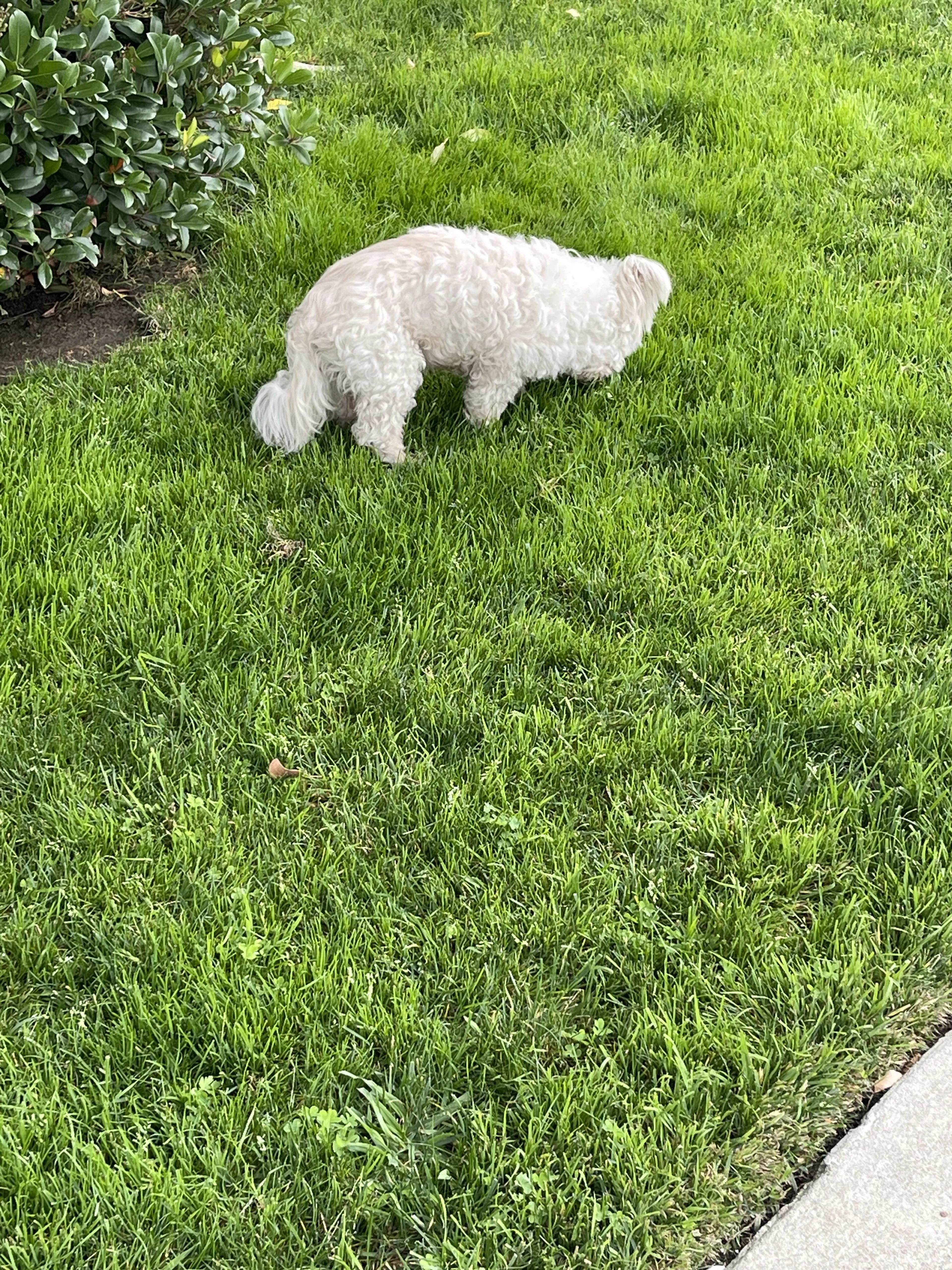 Lost pet