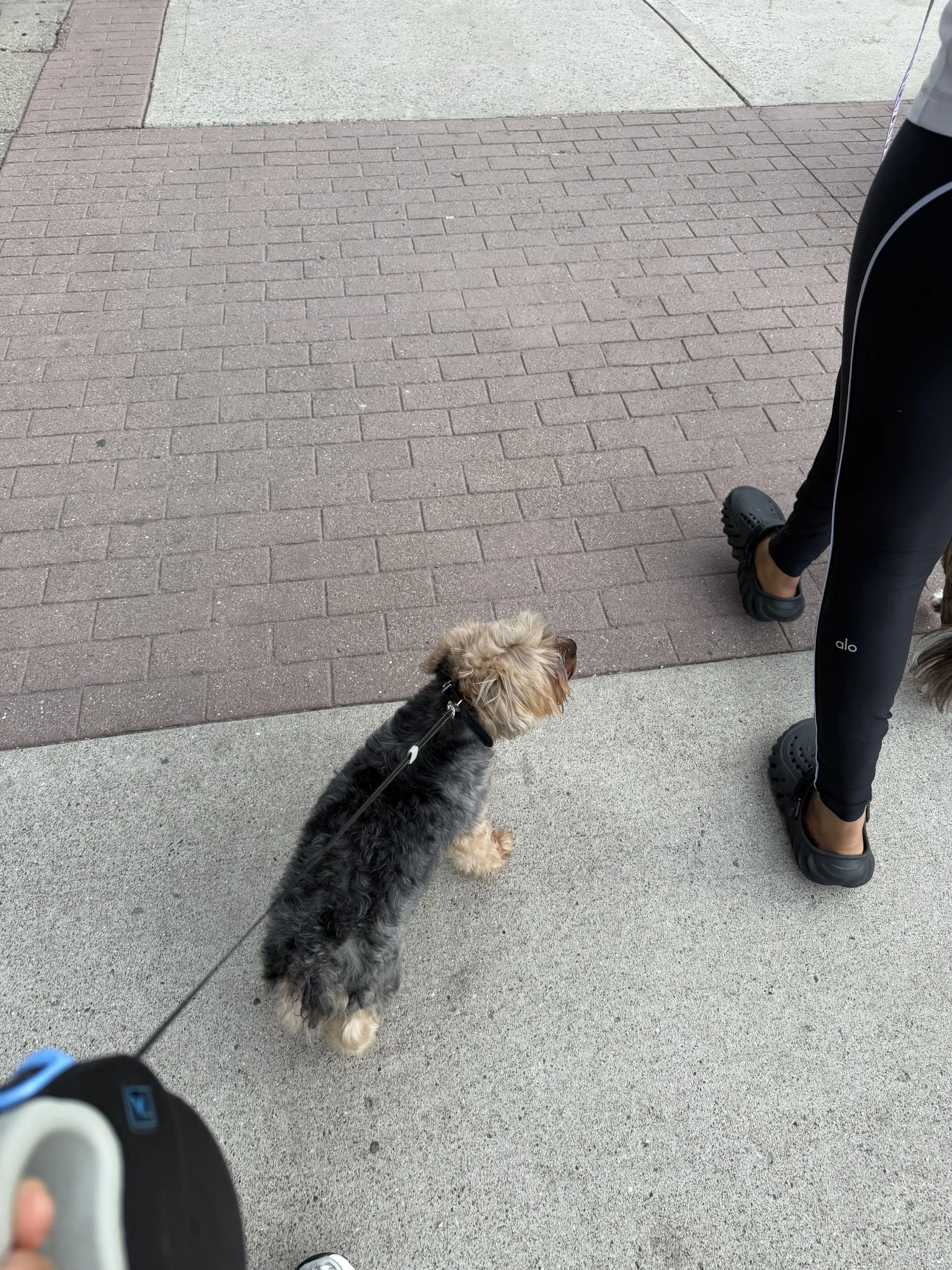 Lost pet-1