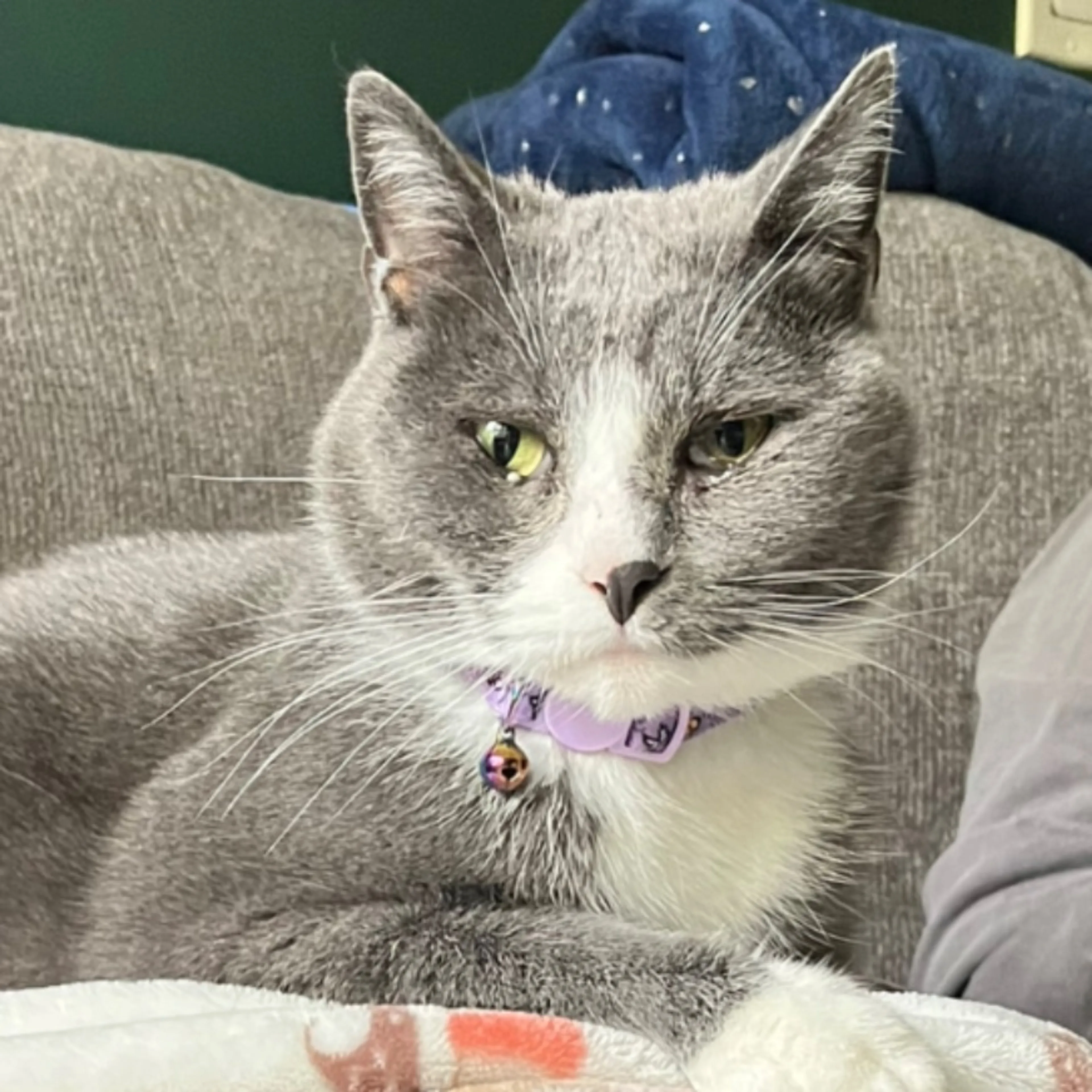 Lost pet