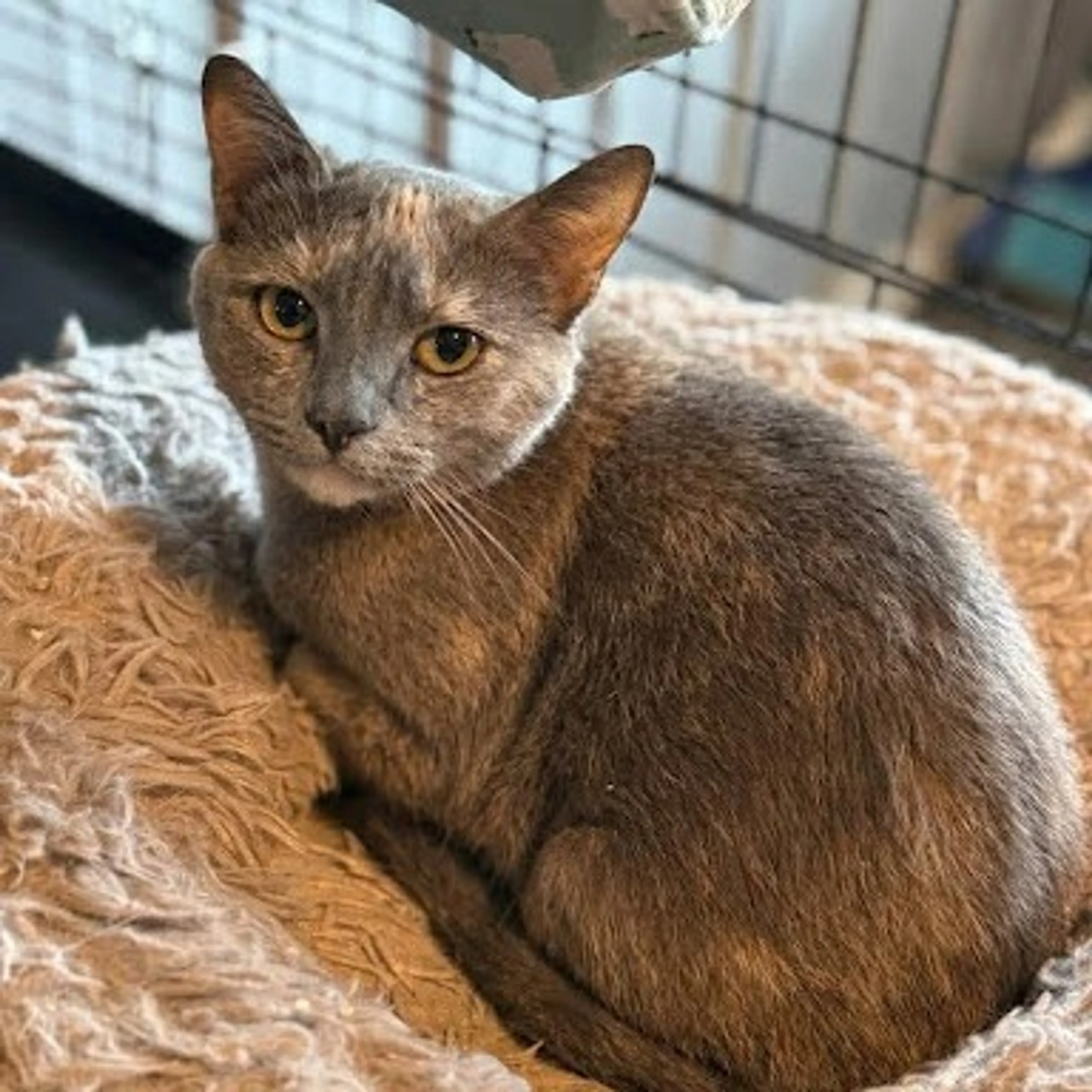 Found pet