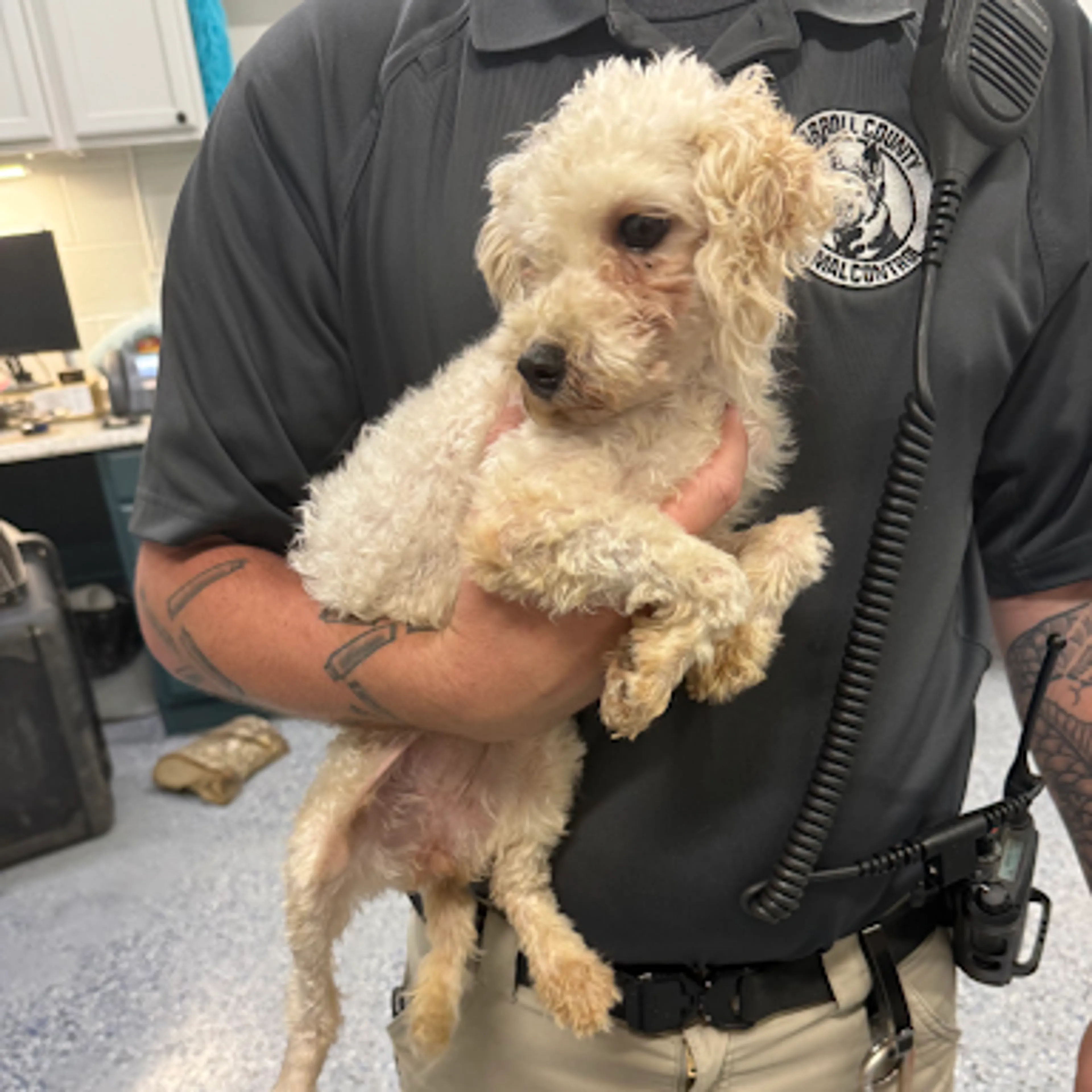Found pet