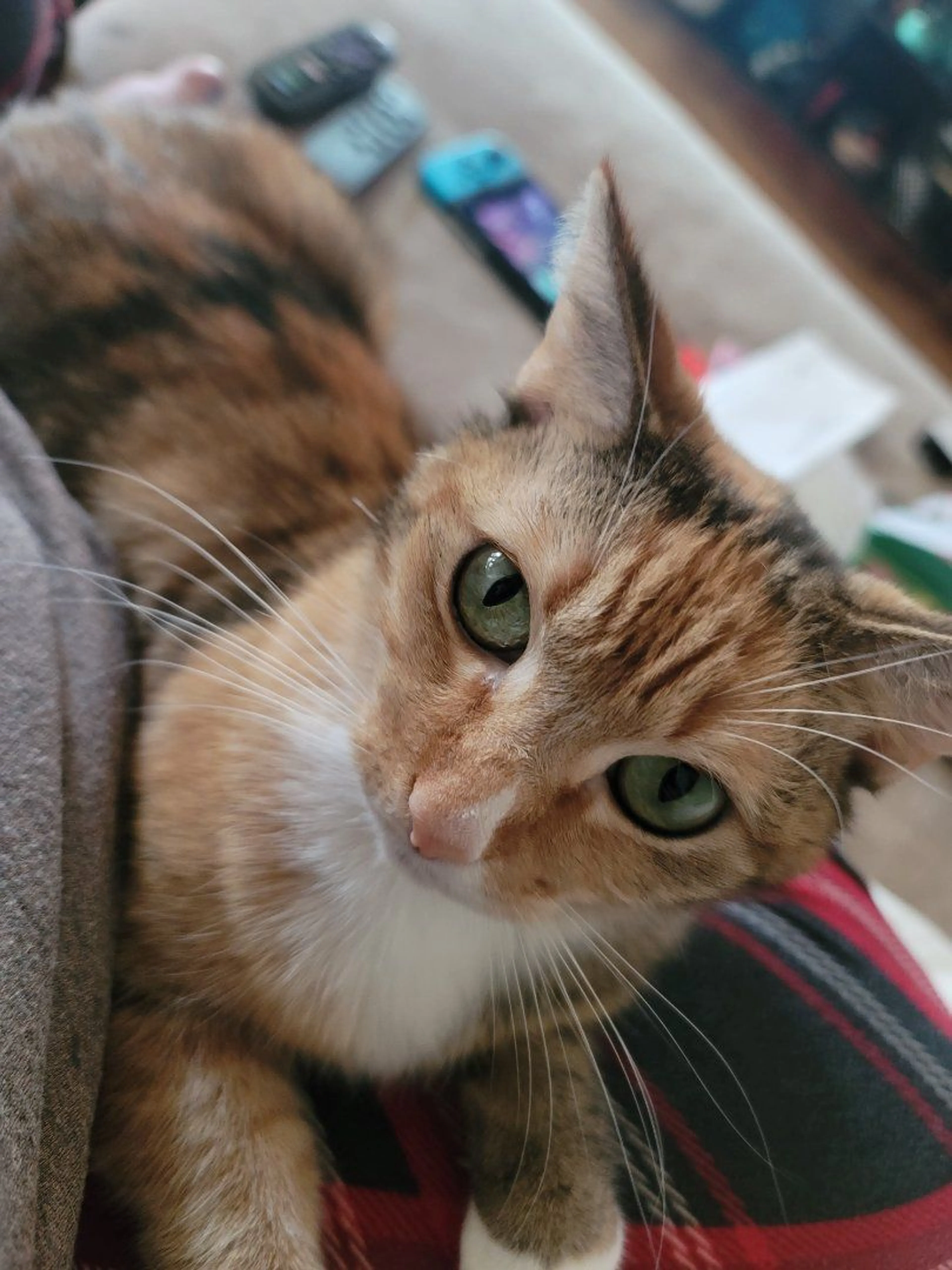 Lost pet-3