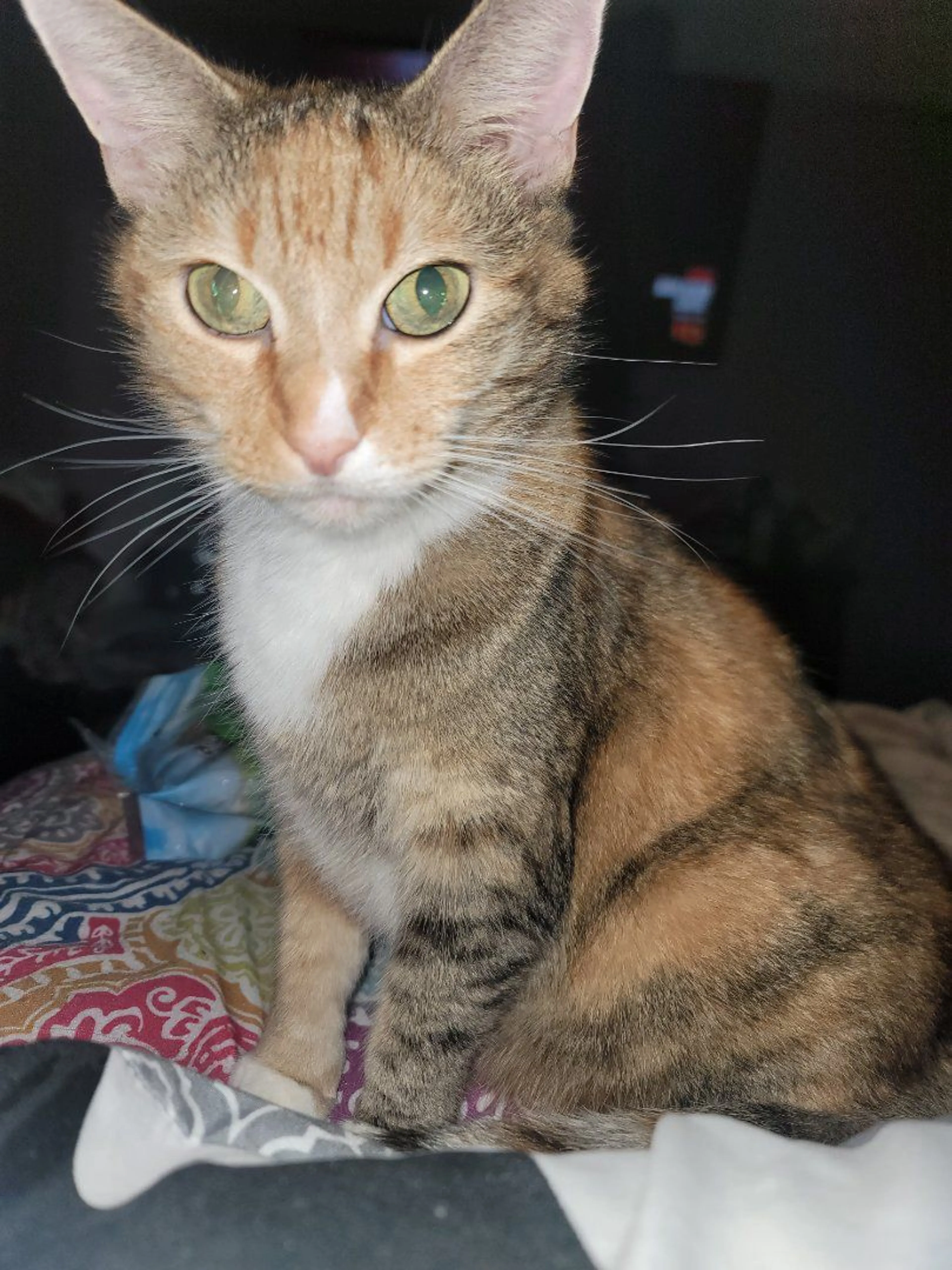 Lost pet-2