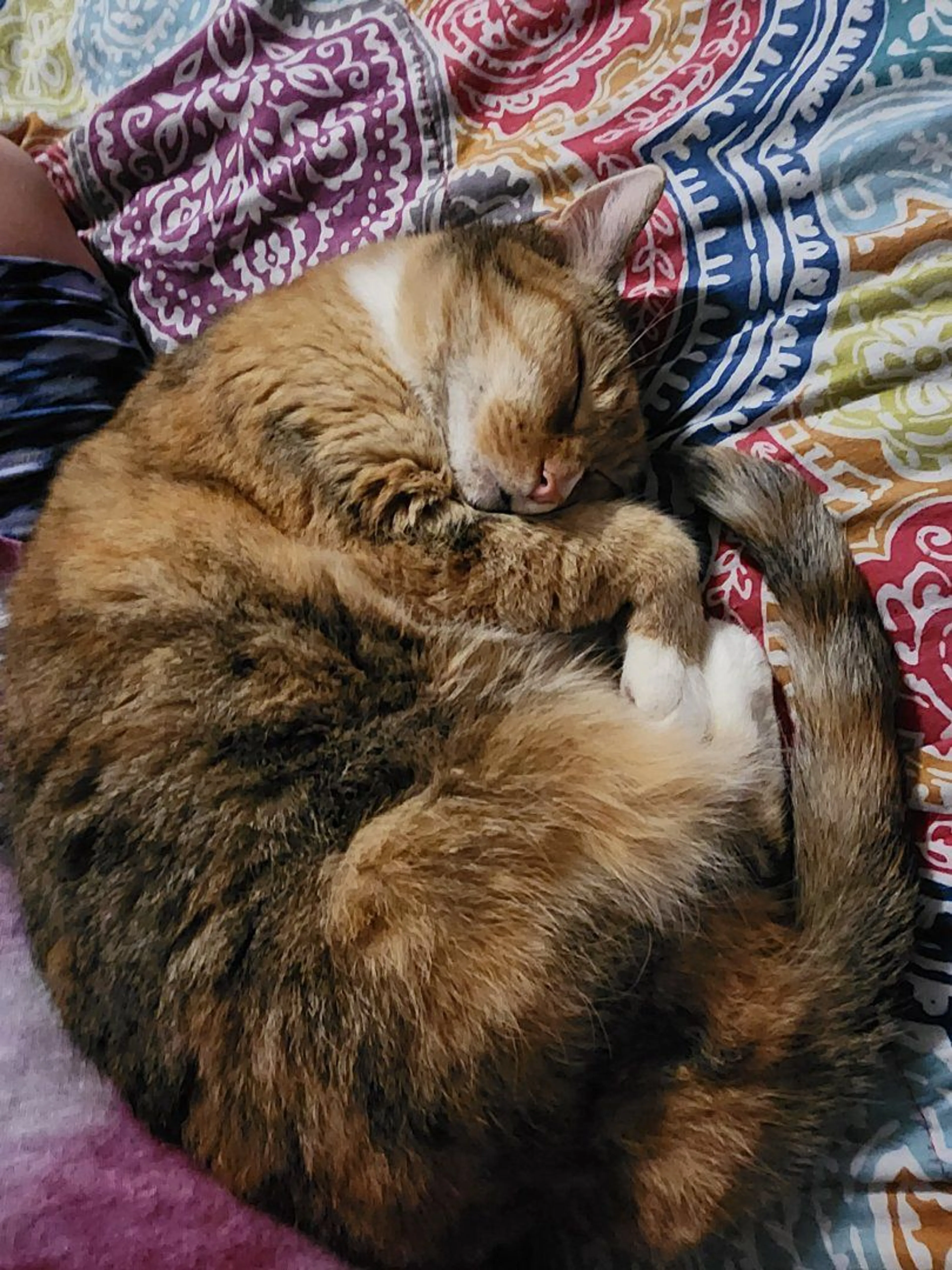 Lost pet-0