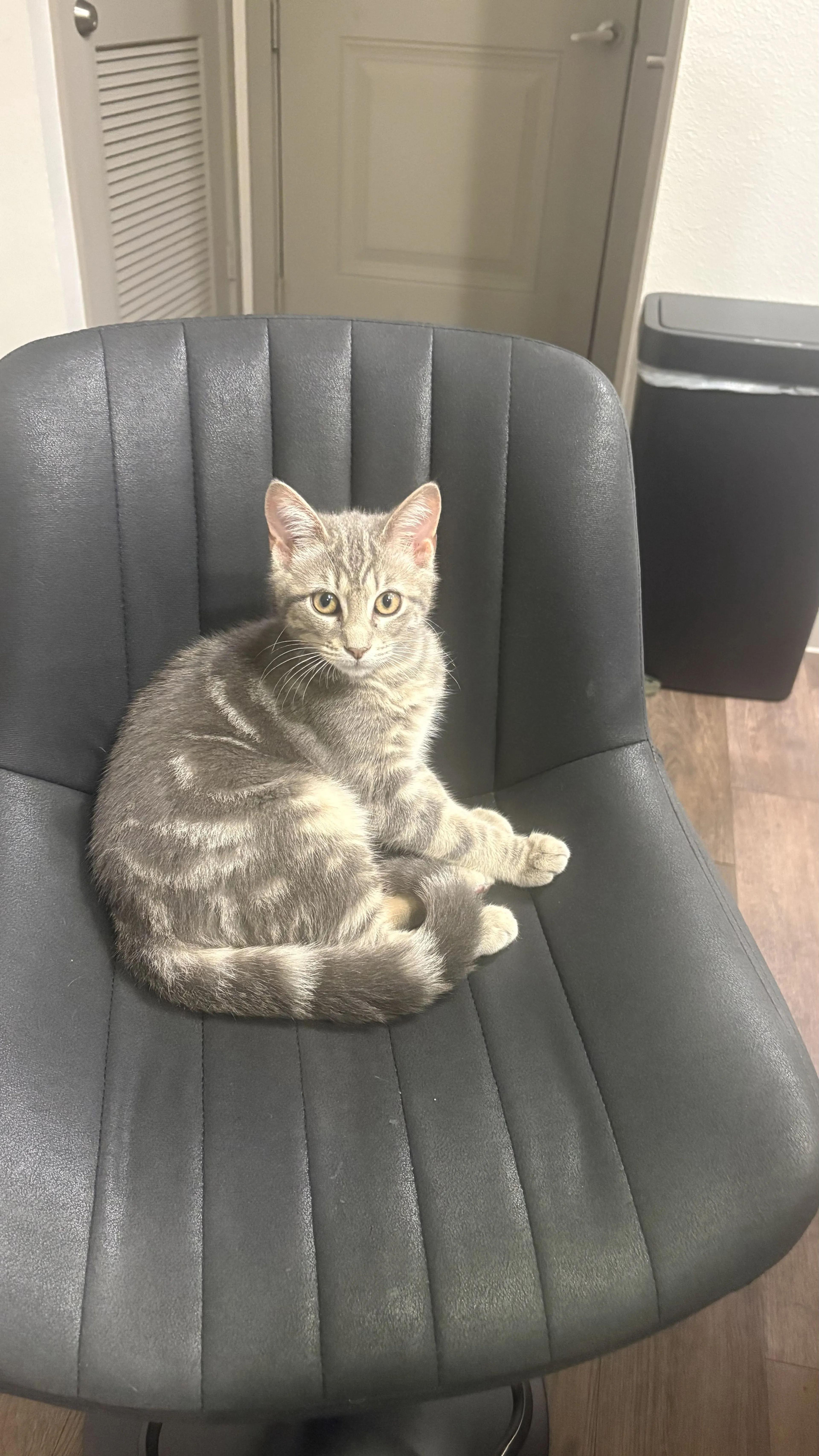Lost pet